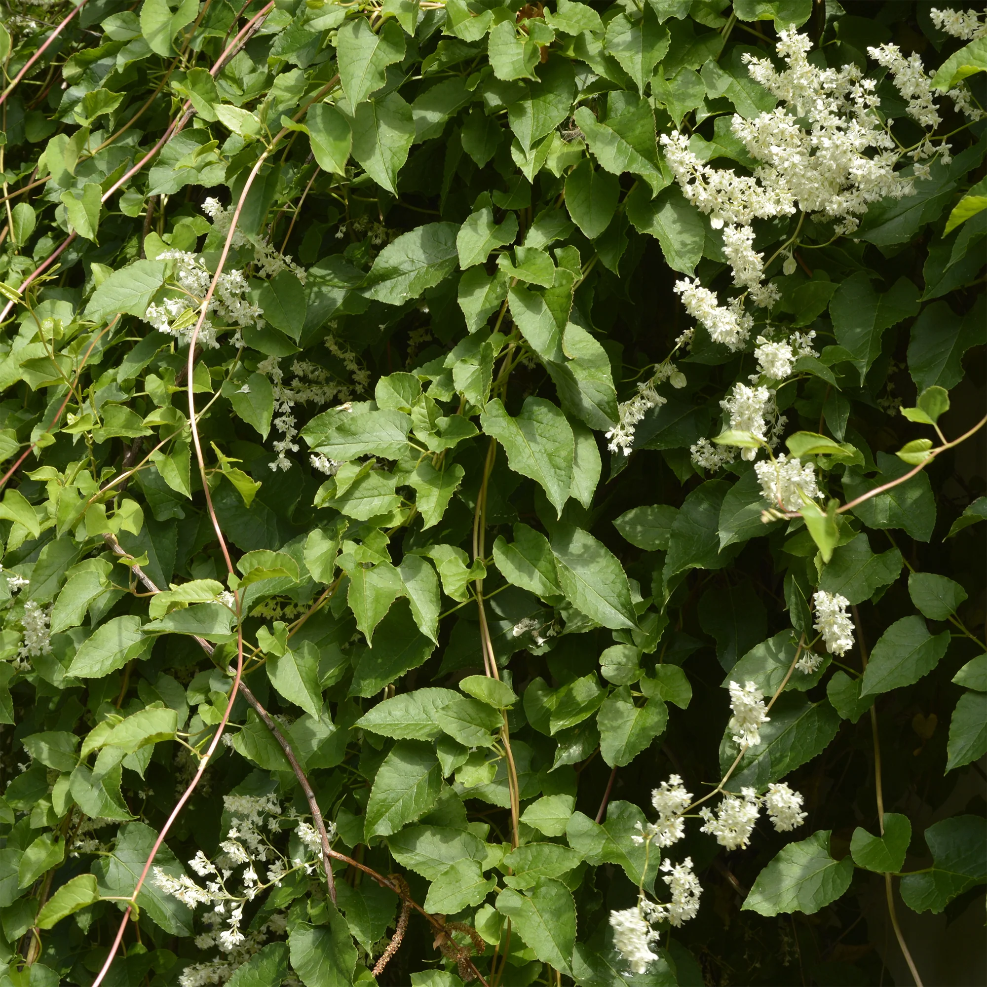 Renouée d'Aubert - Fallopia