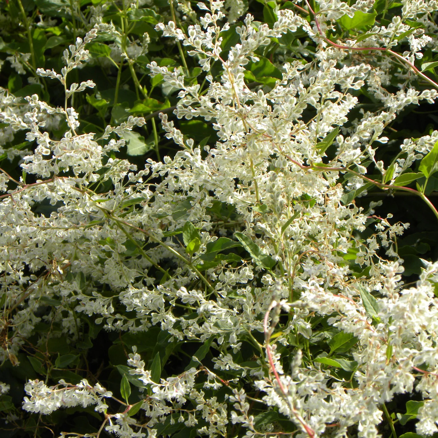 Renouée d'Aubert - Fallopia - Image 2