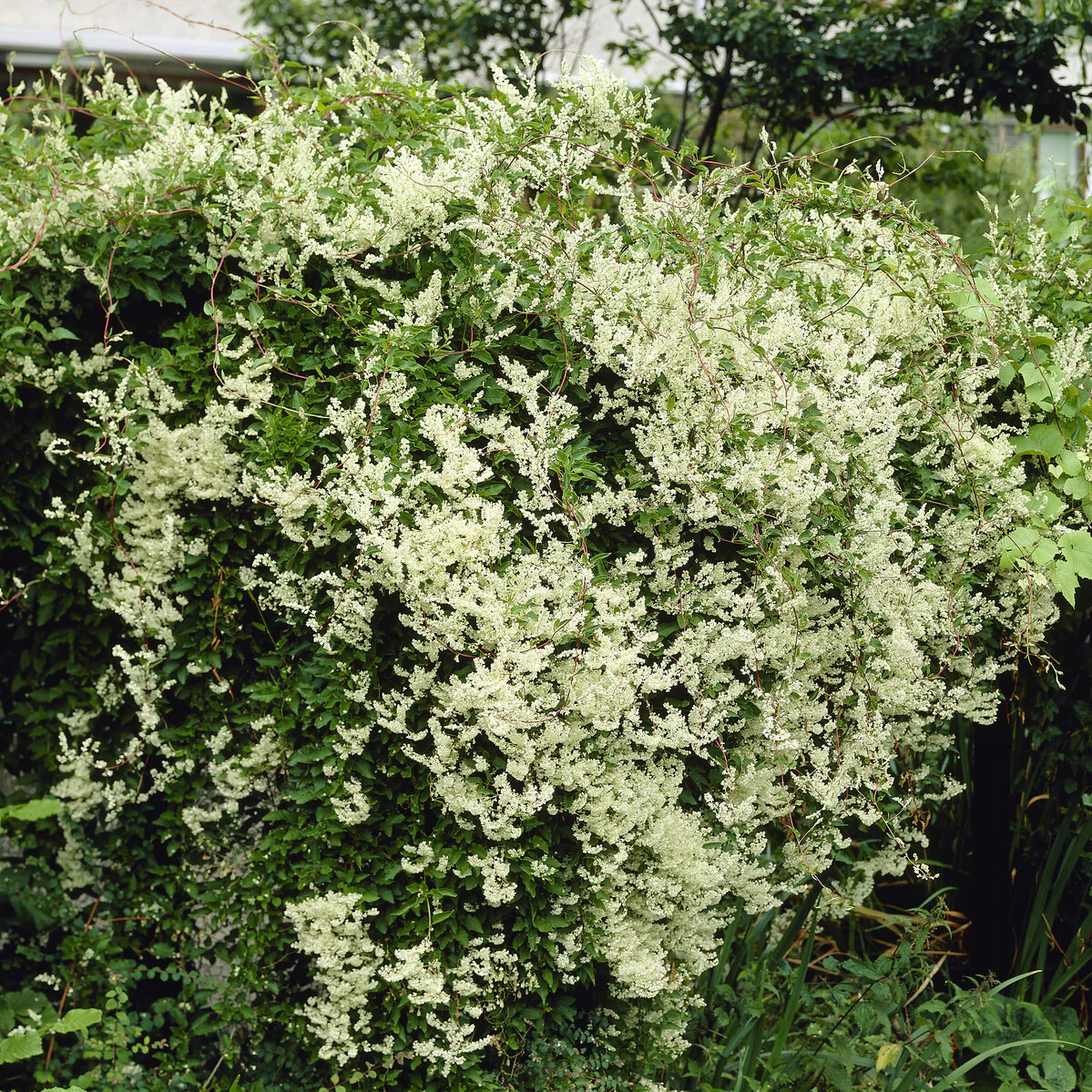 Renouée d'Aubert - Fallopia - Image 3