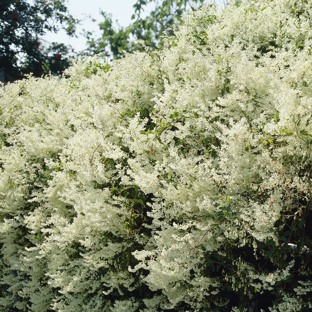 Renouée d'Aubert - Fallopia - Image 4