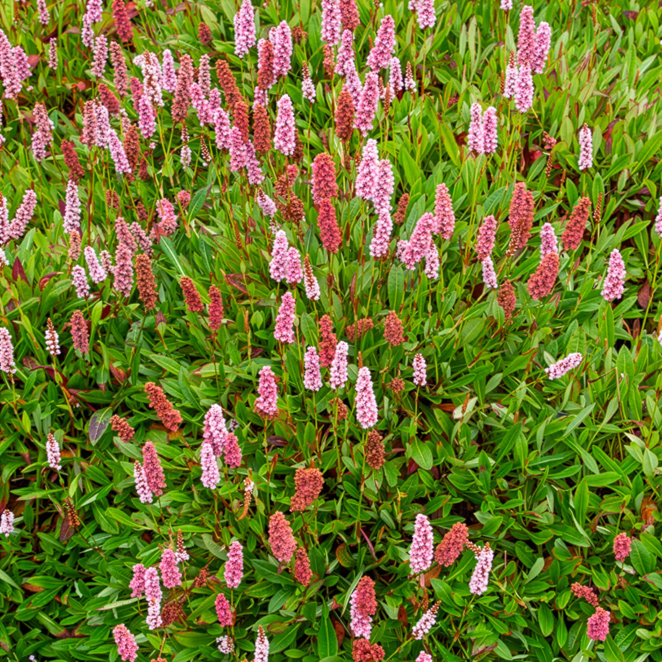 Renouée du Darjeeling Red - Persicaire