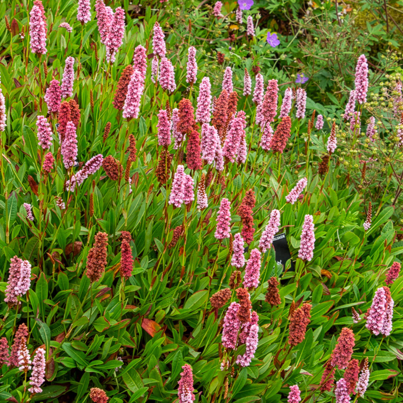 Renouée du Darjeeling Red - Persicaire - Image 2