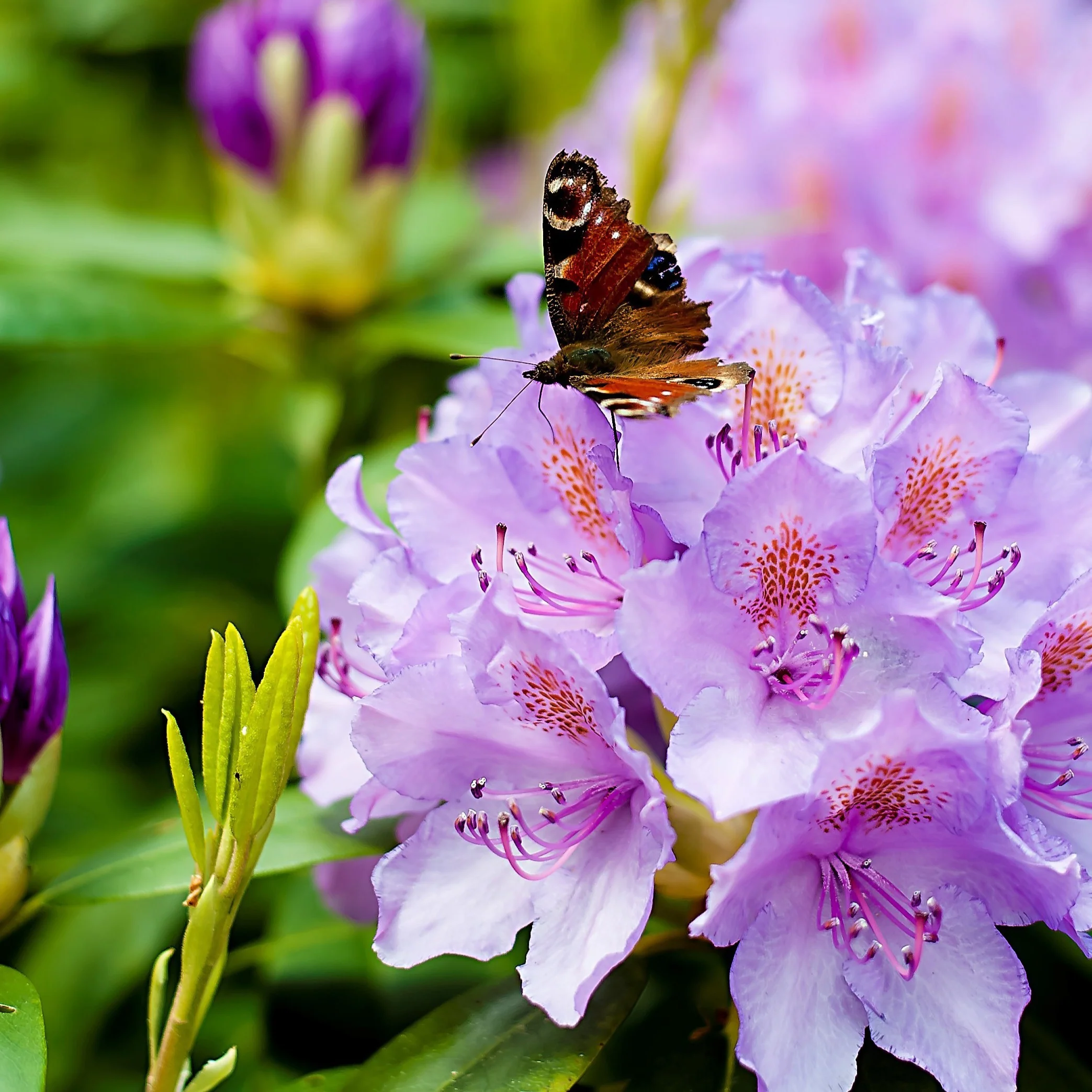 Rhododendron catawbiense grandiflorum - Image 3