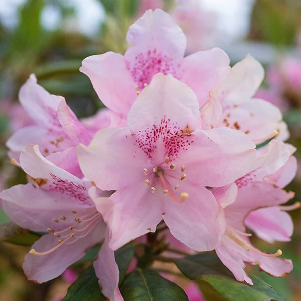 Rhododendron compact Doc - Image 3