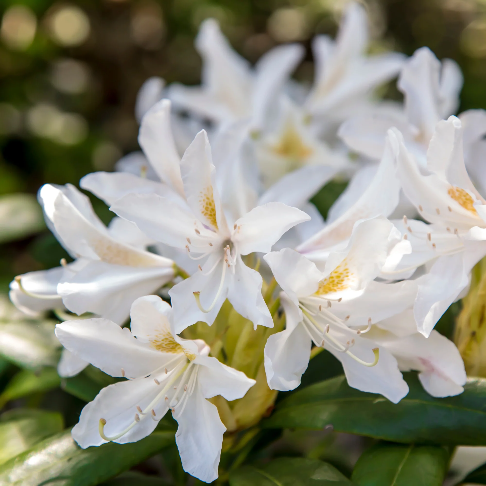 Rhododendron Cunningham's White - Image 4