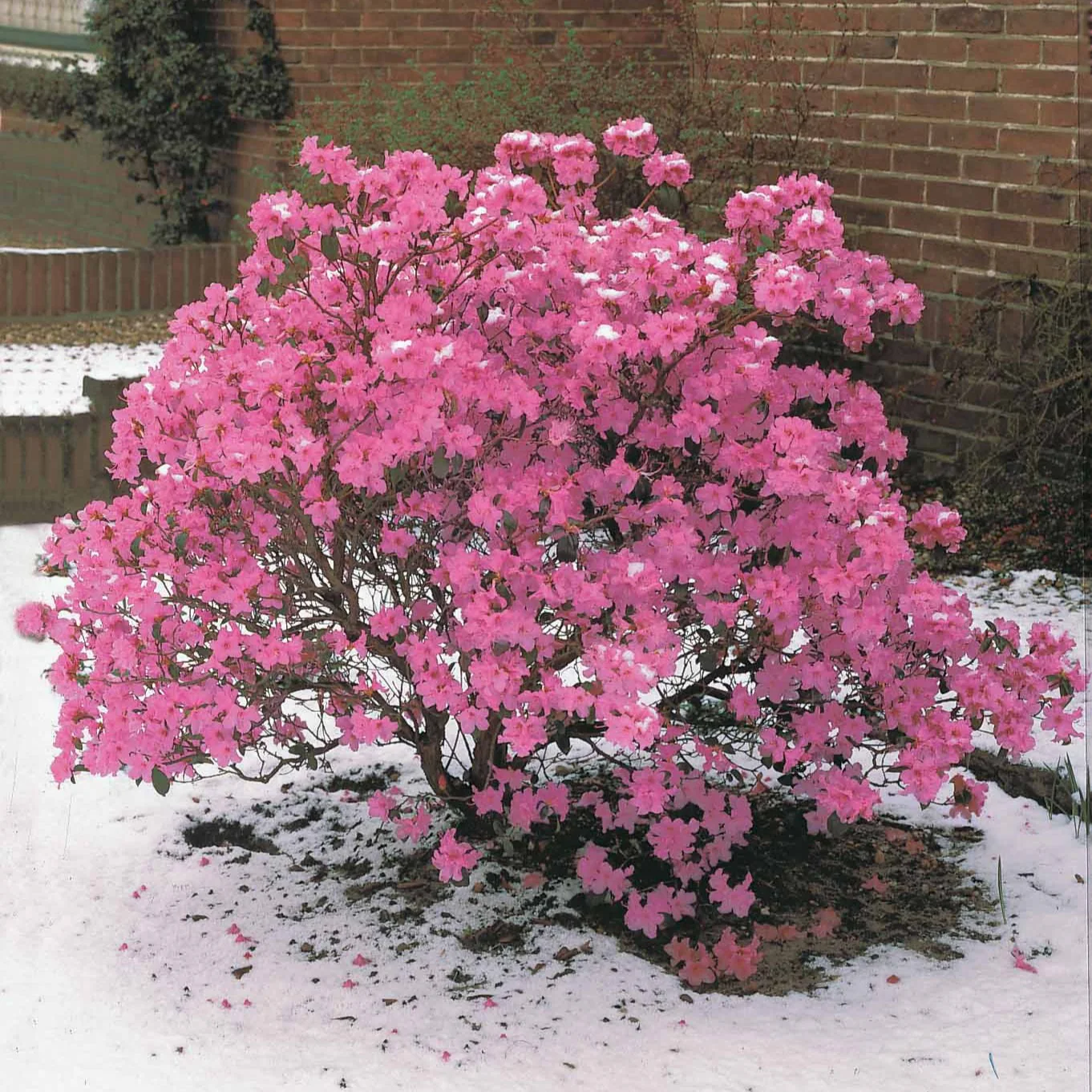Rhododendron précoce - Image 3