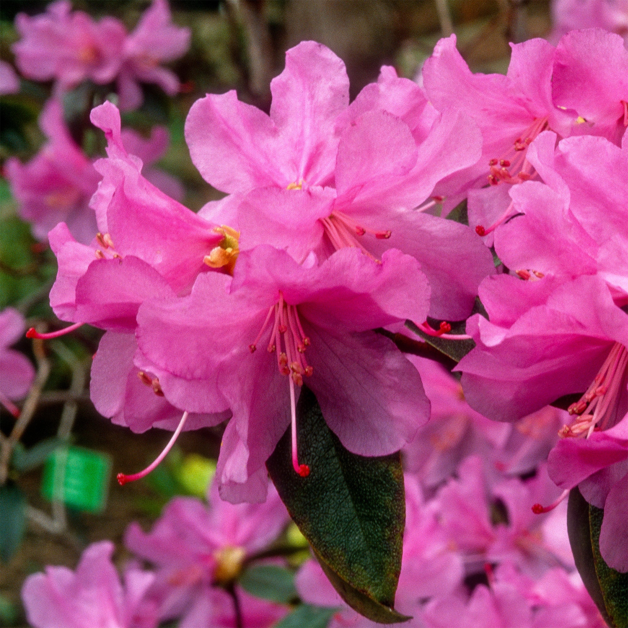 Rhododendron précoce - Image 5