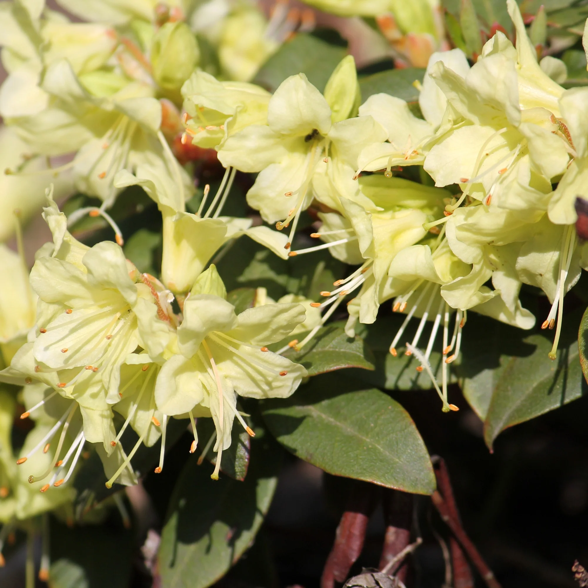 Rhododendron Princess Anne - Image 2