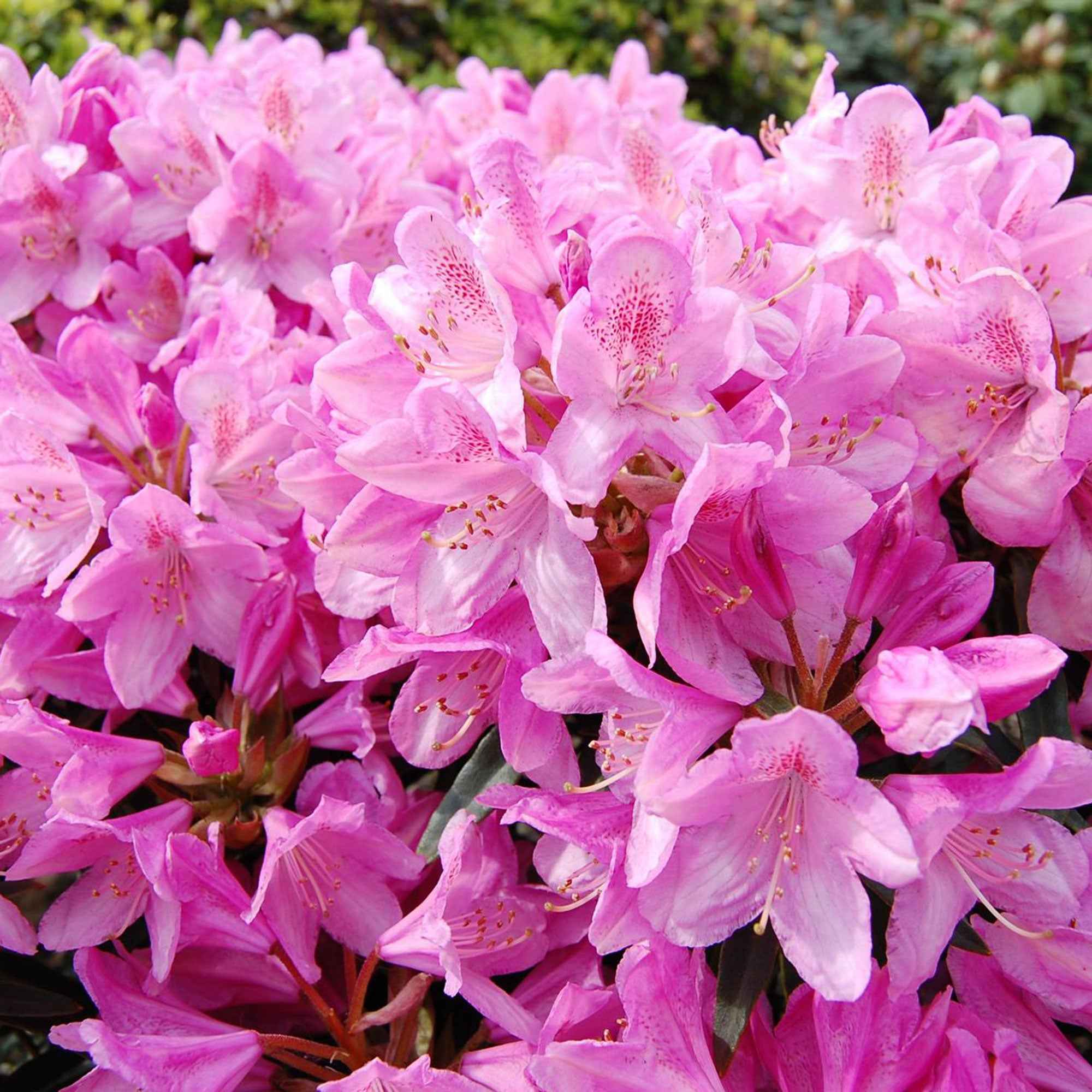 Rhododendron Roseum Elegans - Image 4