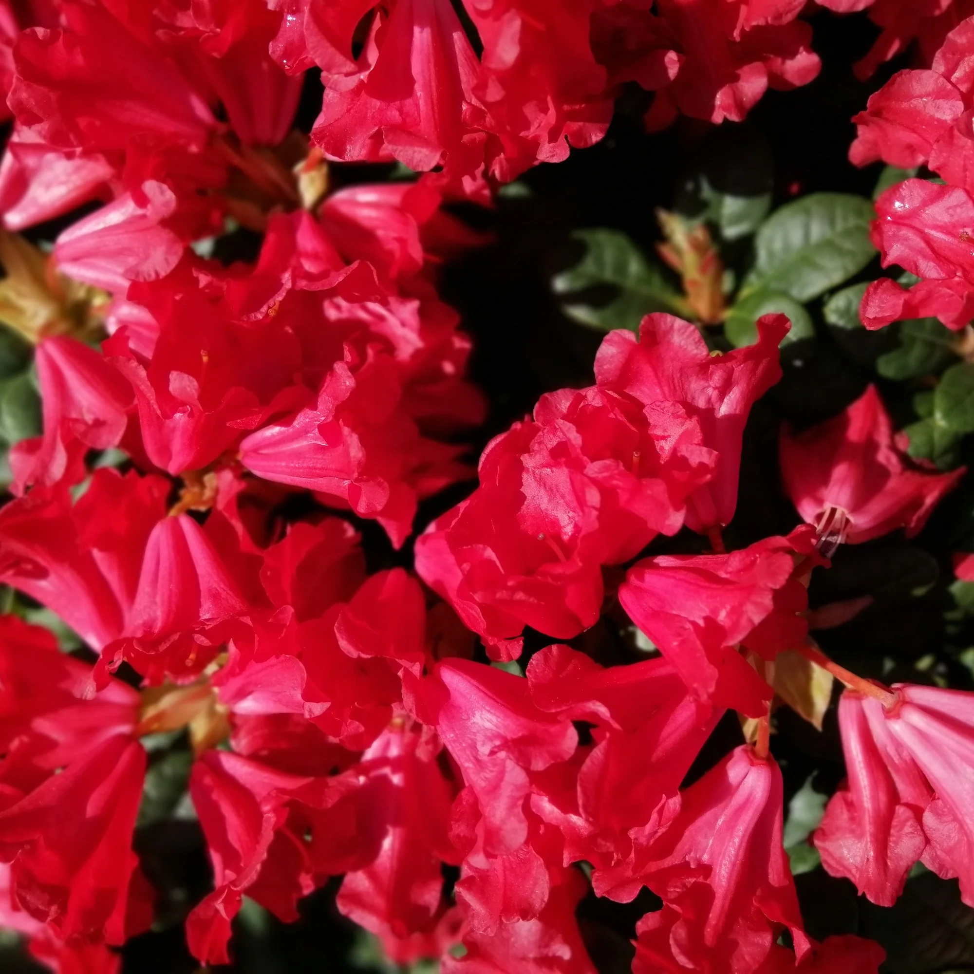 Rhododendron Scarlet Wonder - Image 3