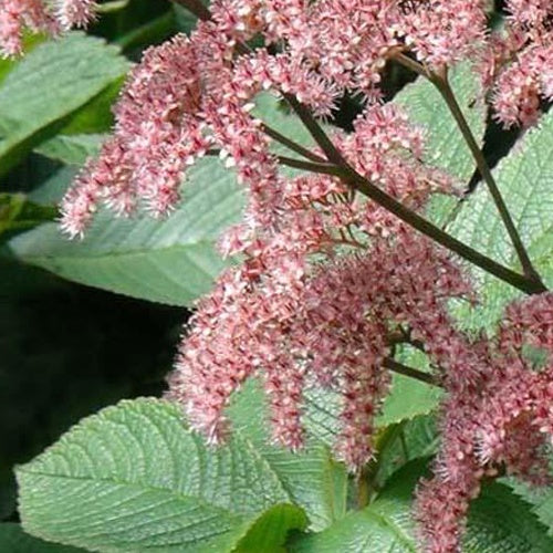 Rodgersia pinnata Elegans