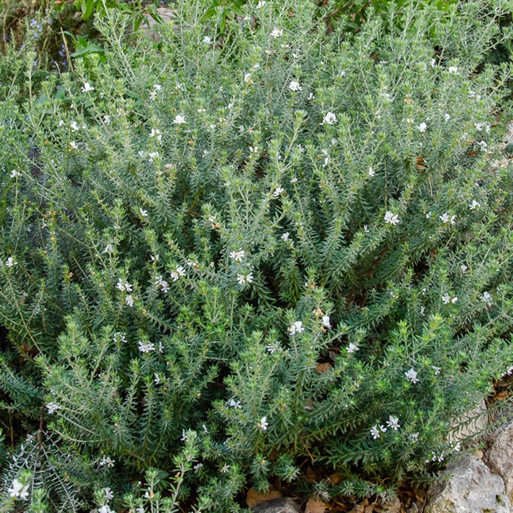Romarin d'Australie - Image 3