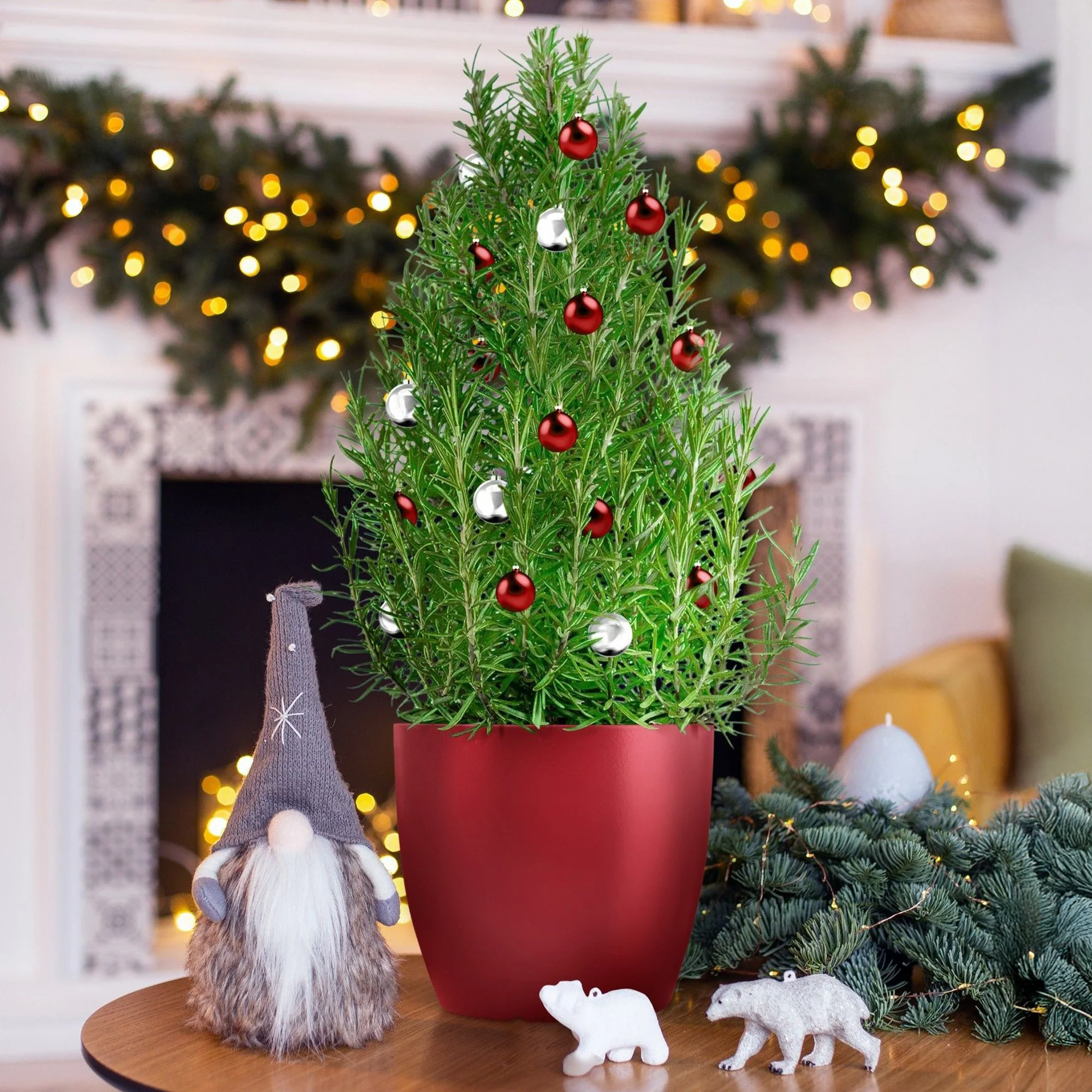 Romarin de Noël