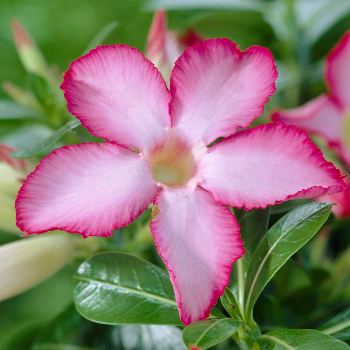 Rose du désert - Image 4