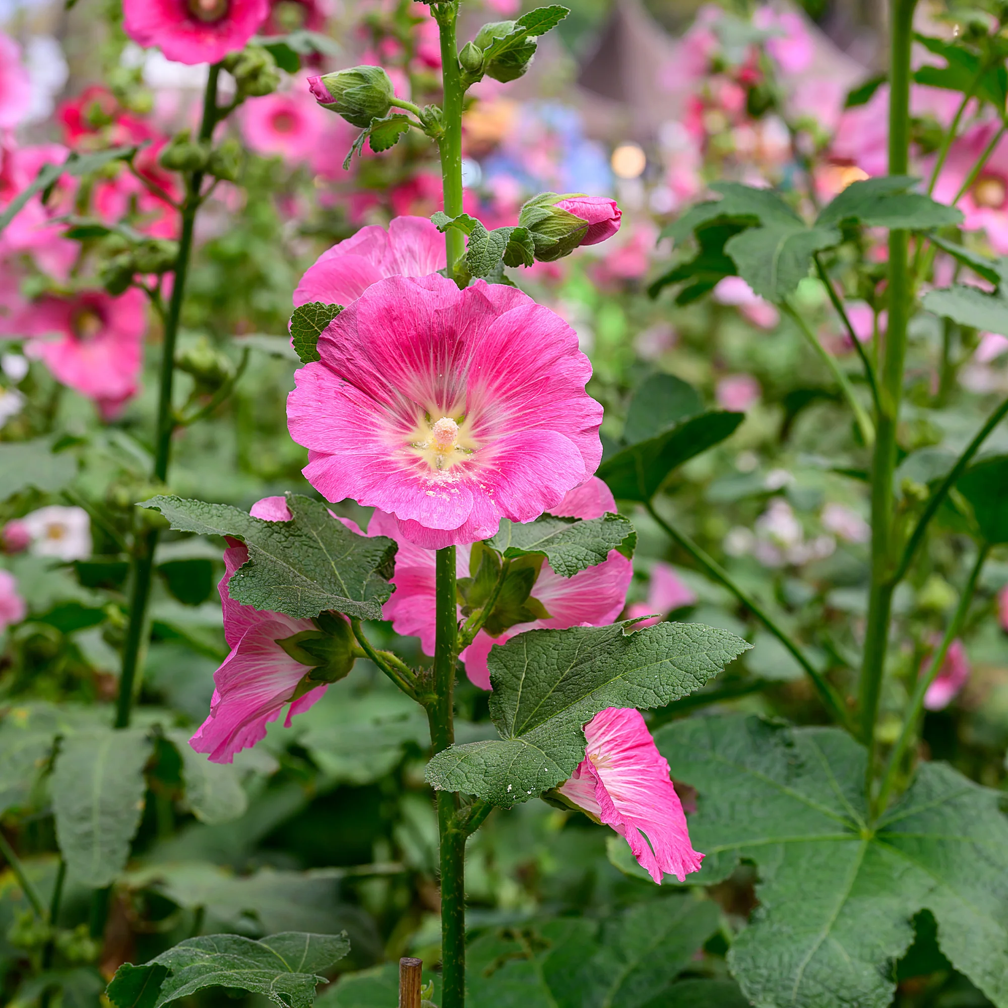 Rose trémière - Image 3