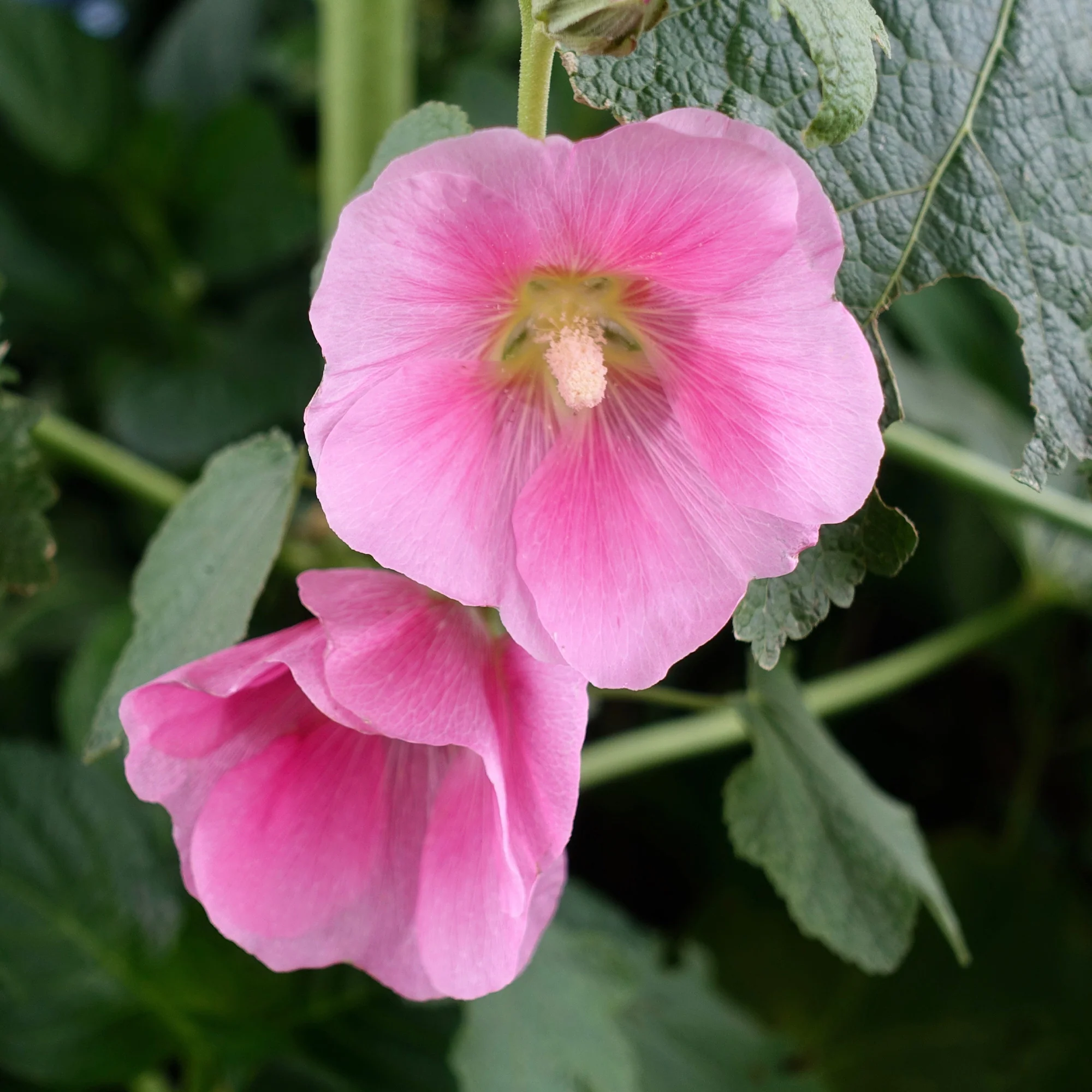 Rose trémière - Image 4