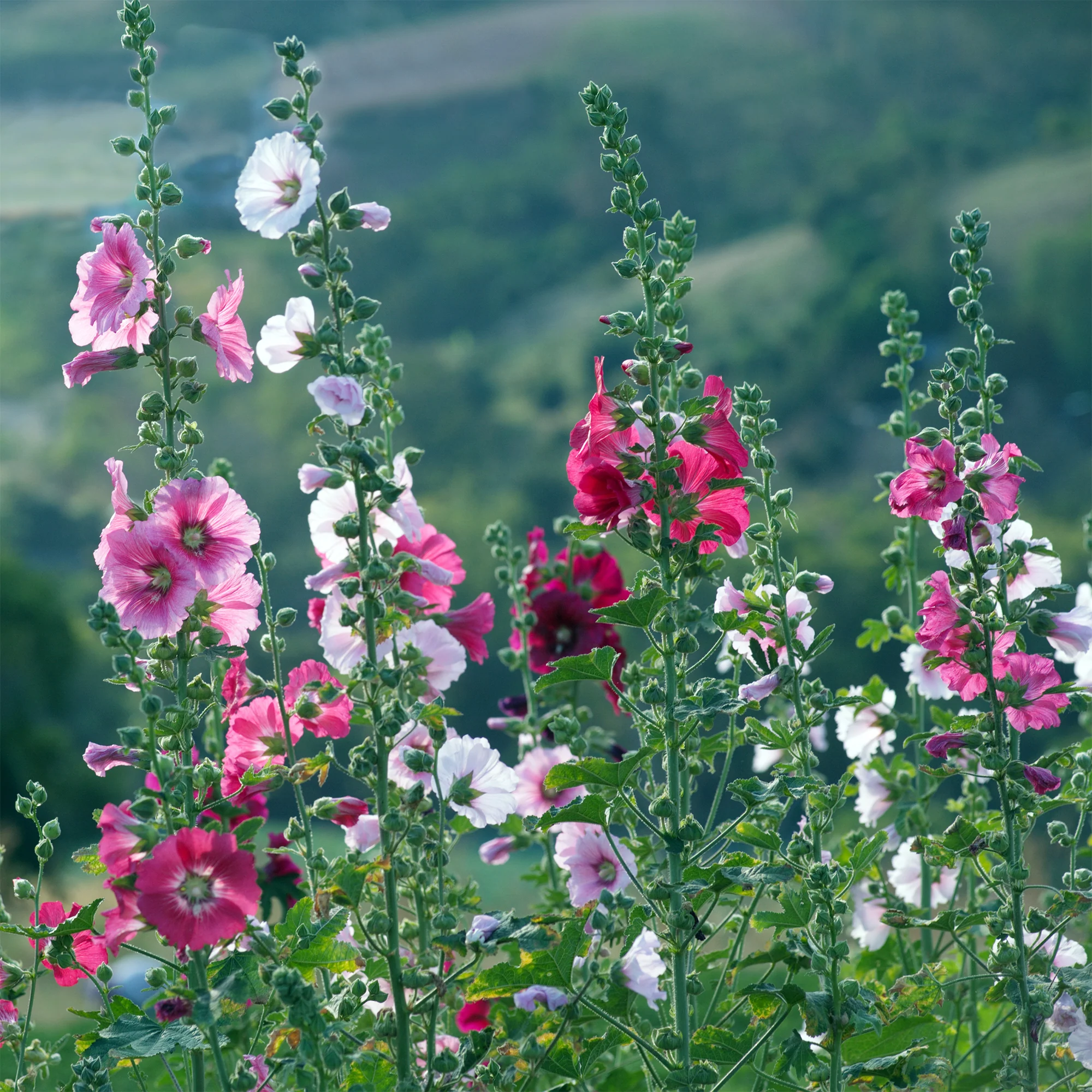 Rose trémière Simplex - Image 2