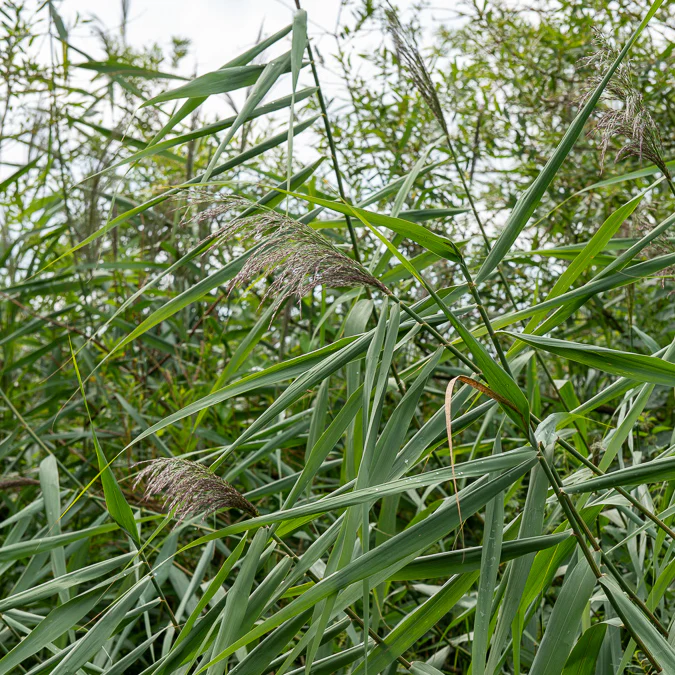 Roseau commun - Image 3