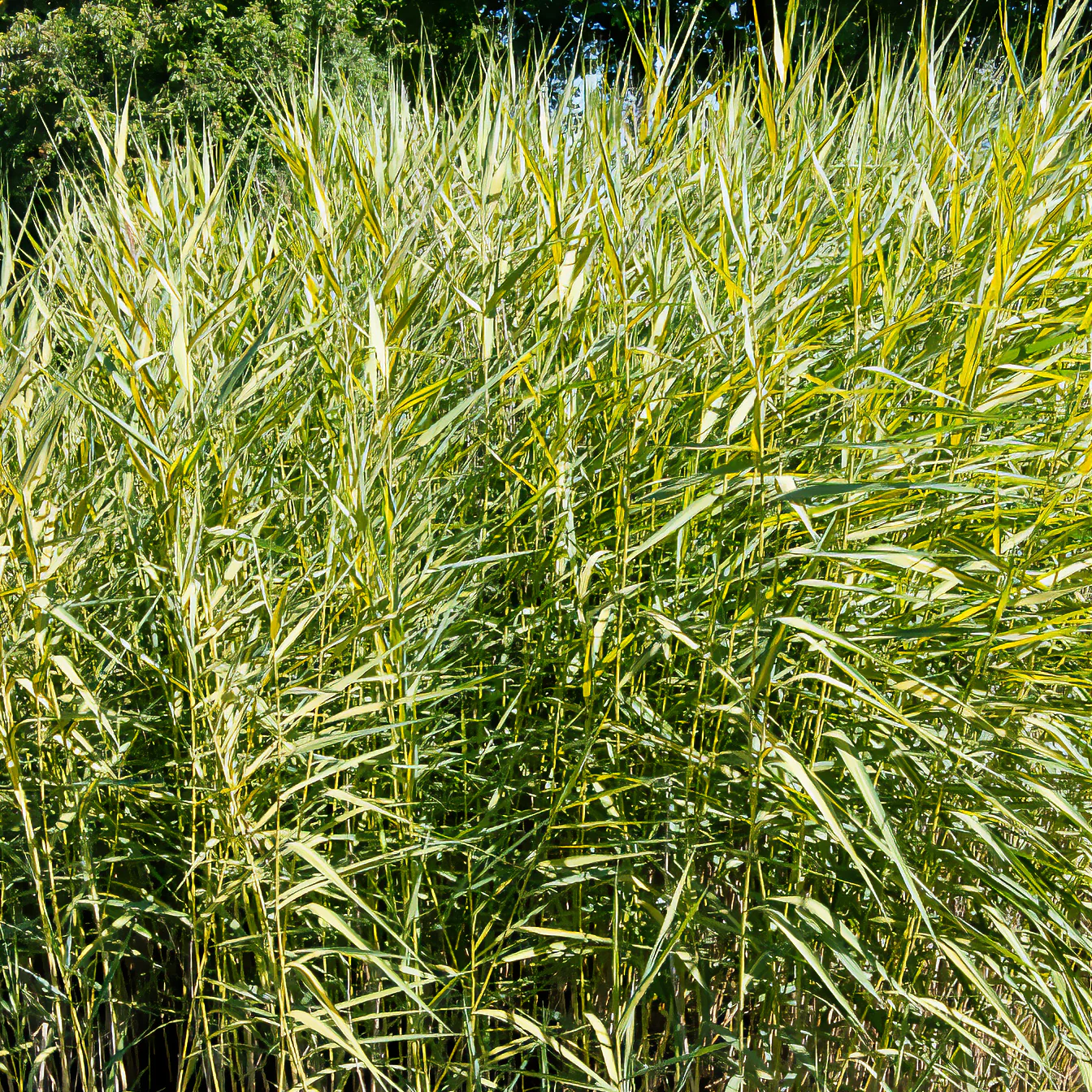 Roseau panaché - Image 3