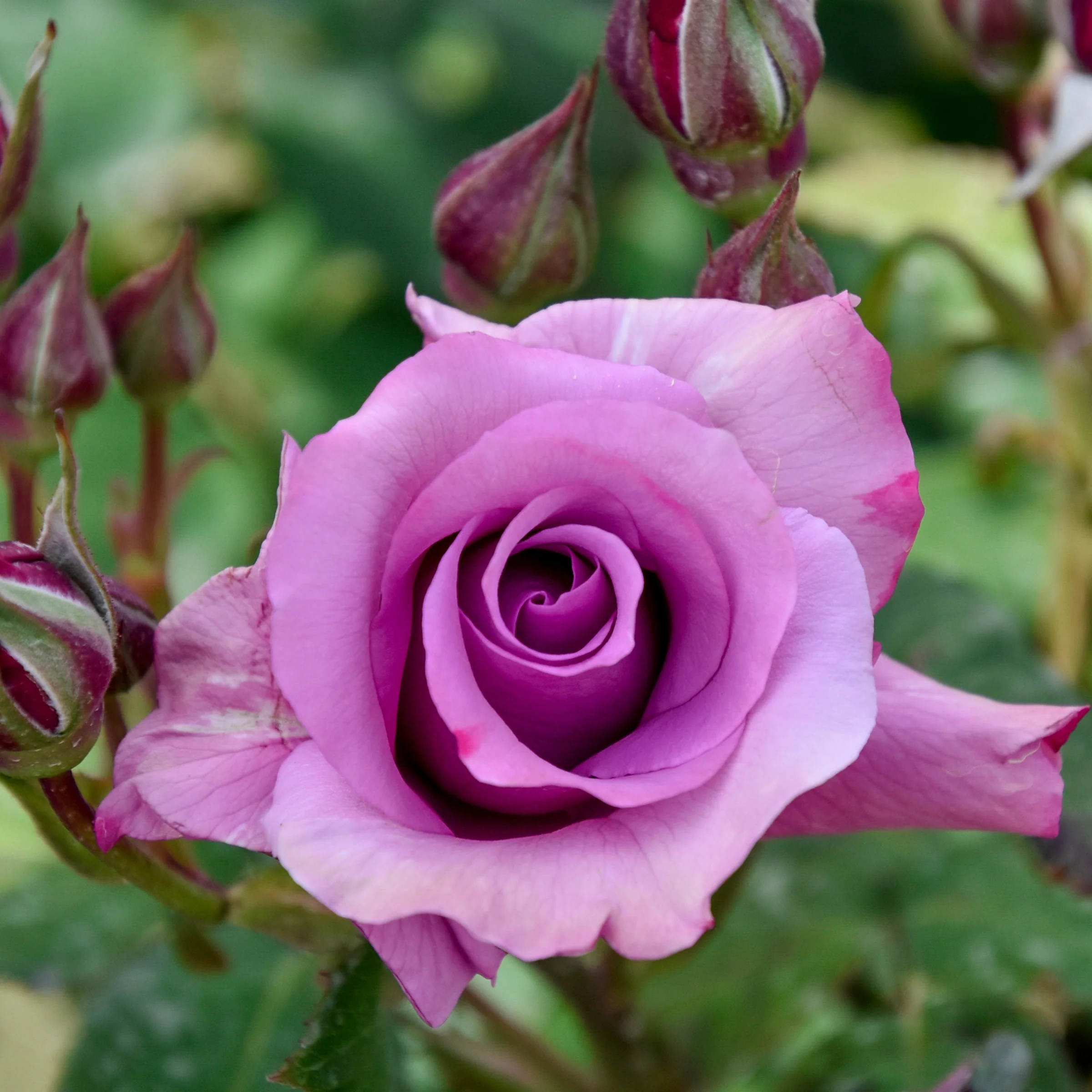 Rosier à massif violet
