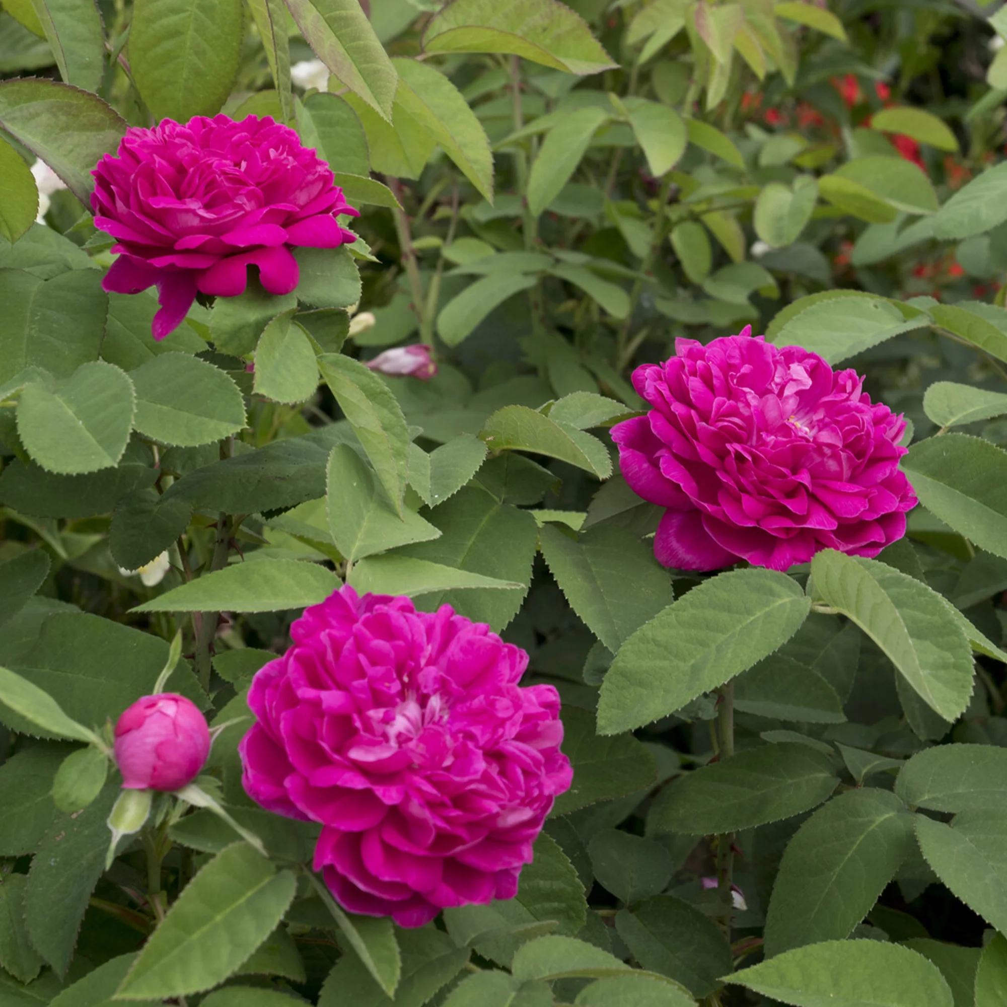 Rosier ancien Rose de Rescht