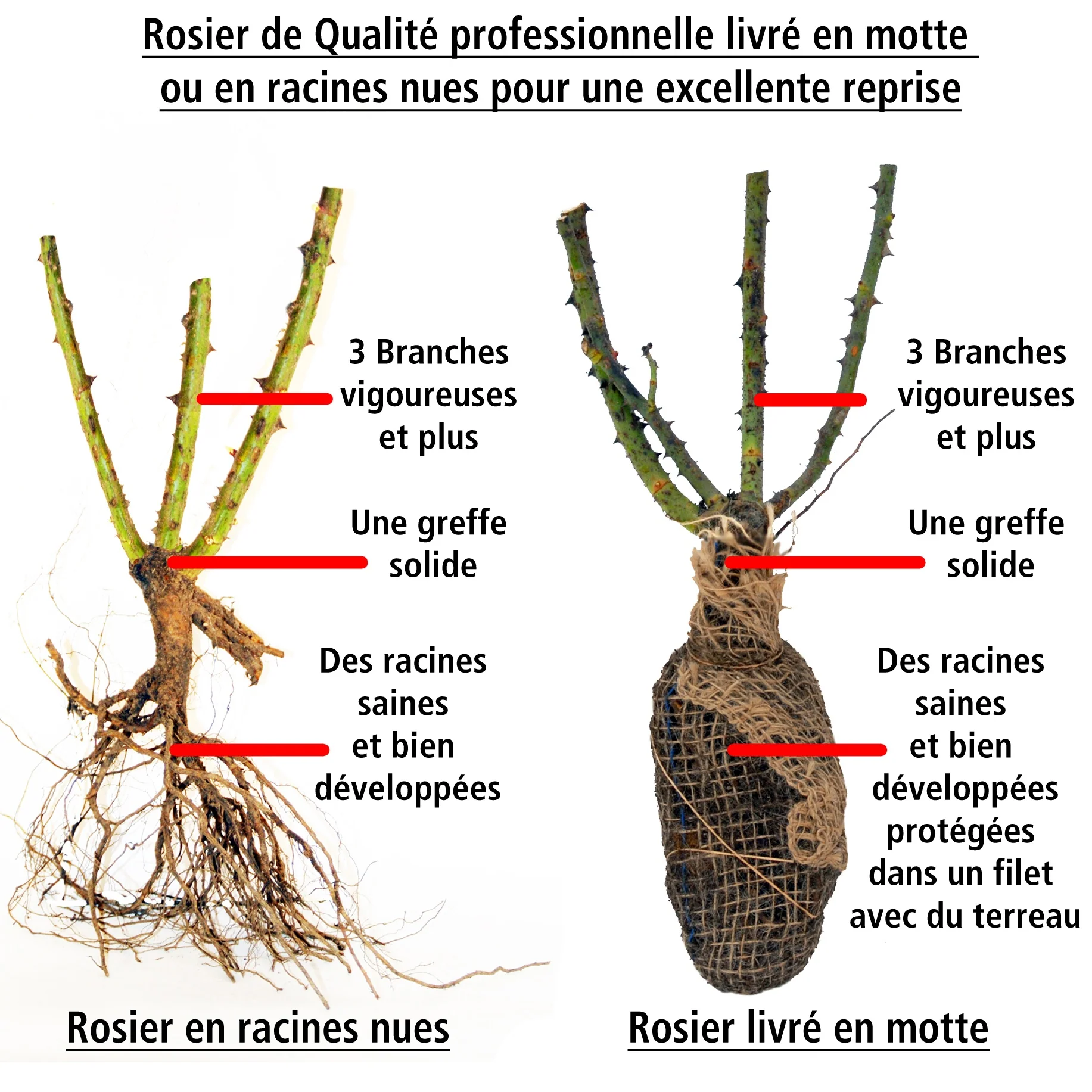 Rosier anglais Fish Ausgreen ® - Image 3