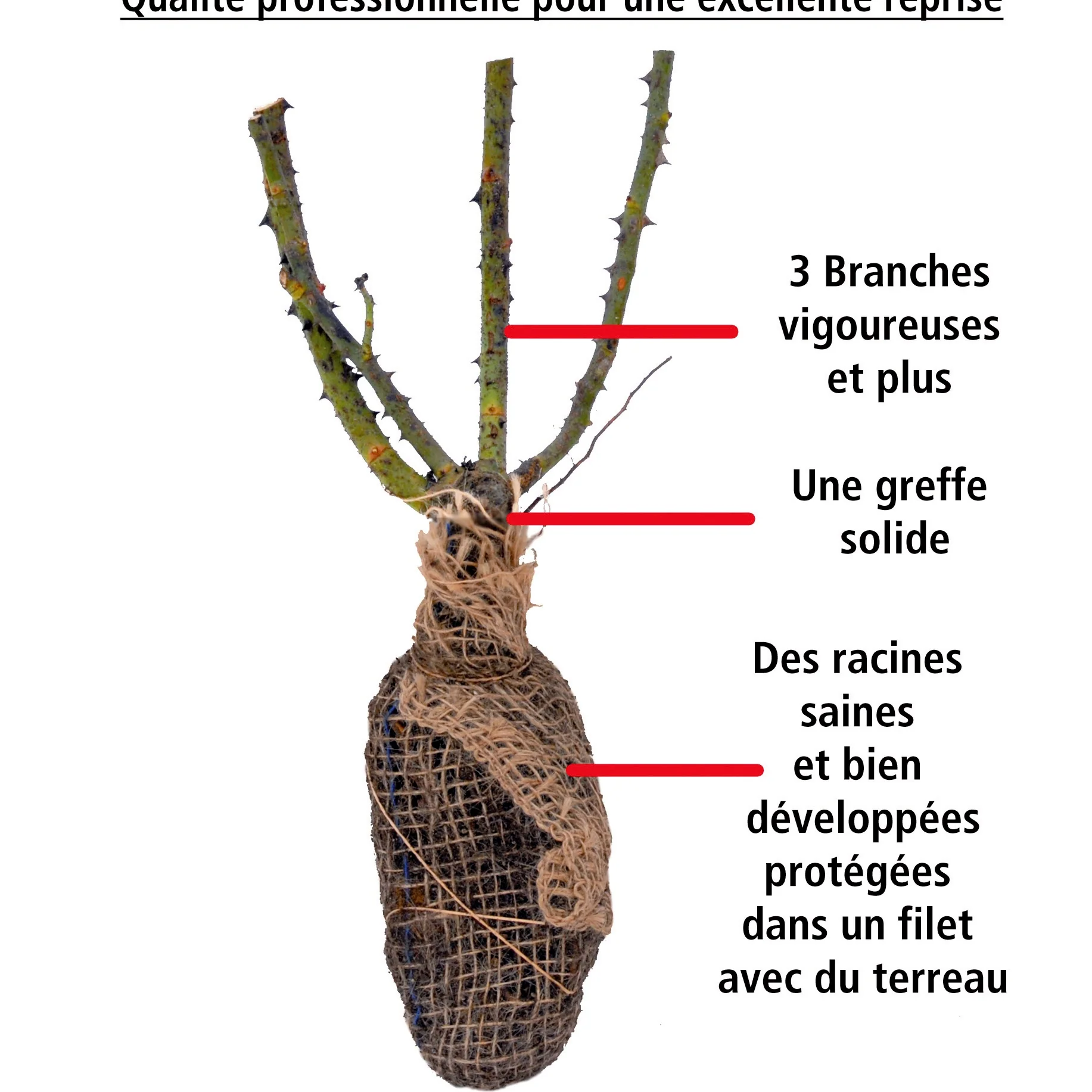 Rosier anglais Fish Ausgreen ® - Image 4