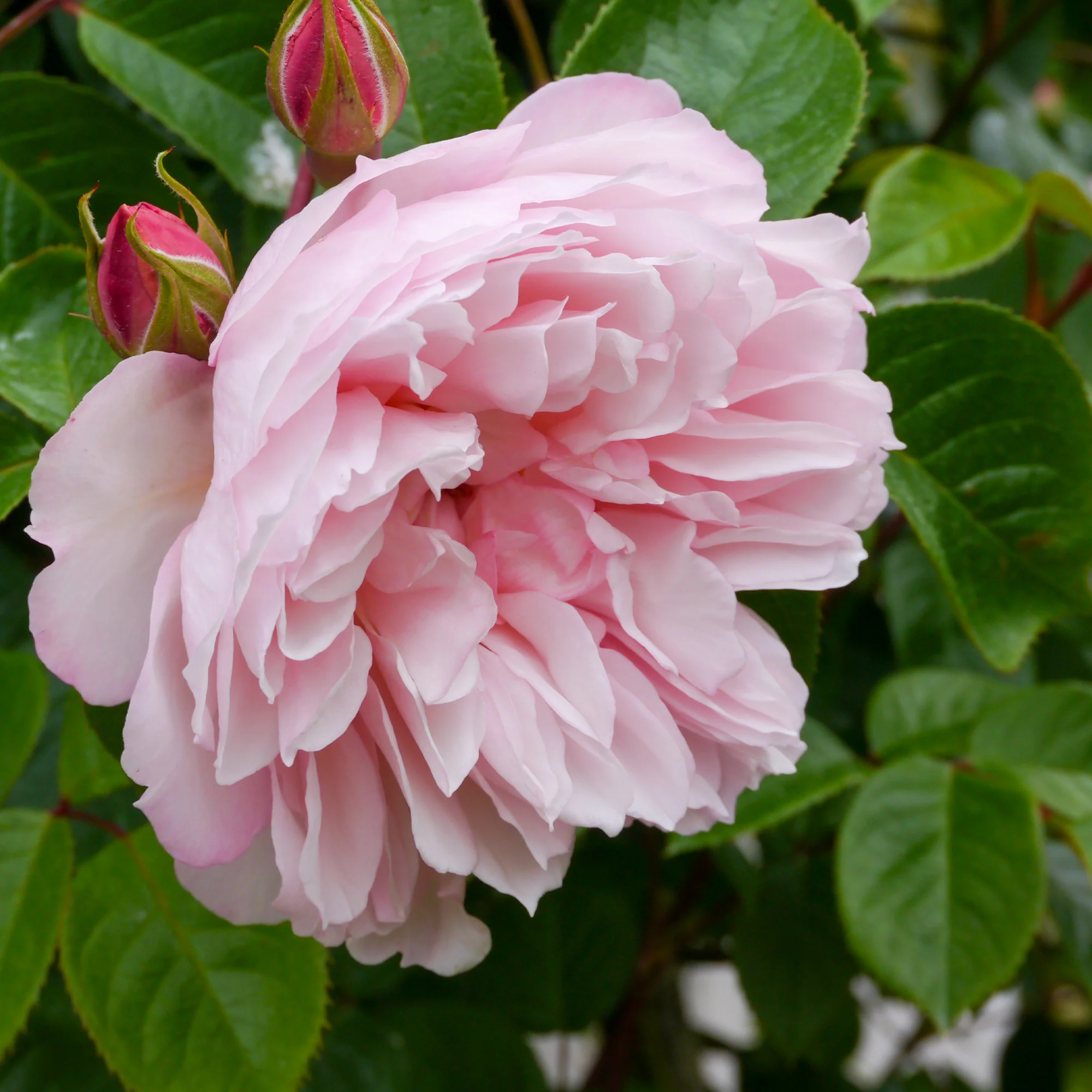 Rosier anglais grimpant The Generous Gardener® Ausdrawn