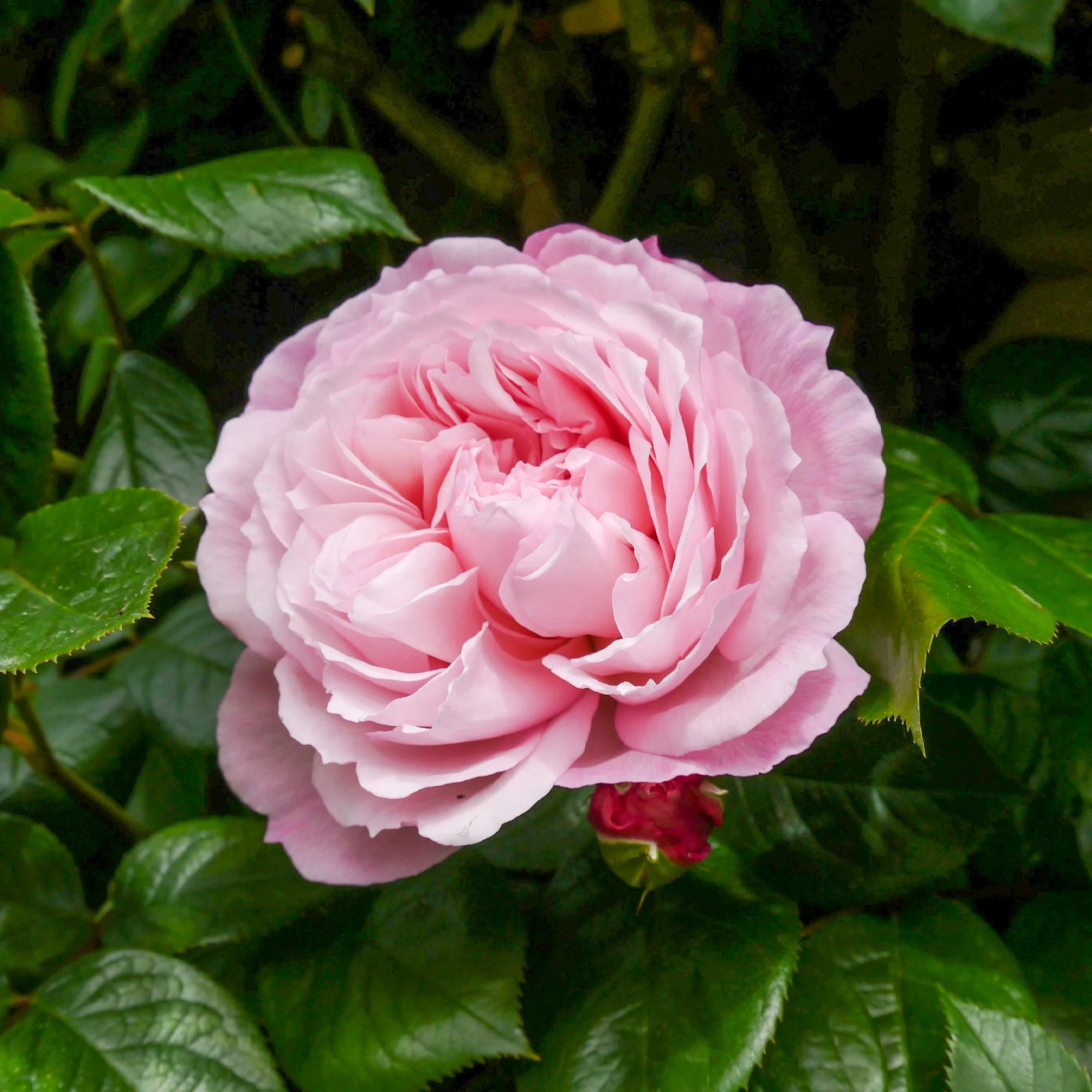 Rosier anglais grimpant The Generous Gardener® Ausdrawn - Image 2