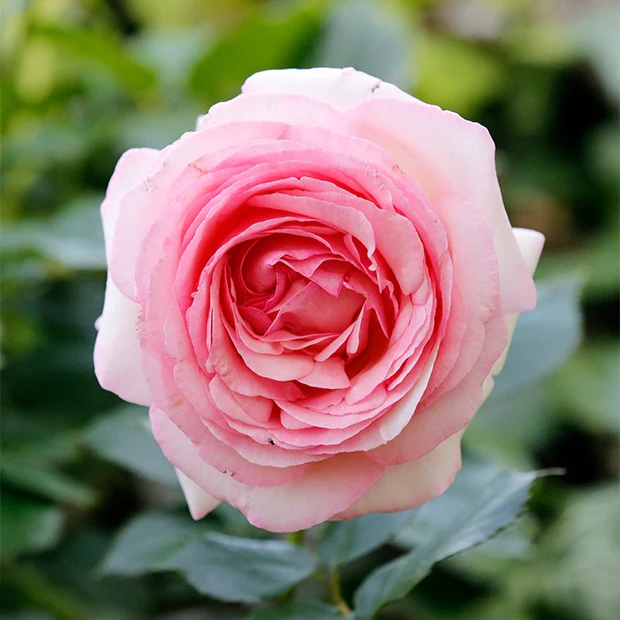 Rosier anglais Her's Ausgreen ®