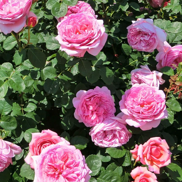 Rosier anglais Her's Ausgreen ® - Image 2