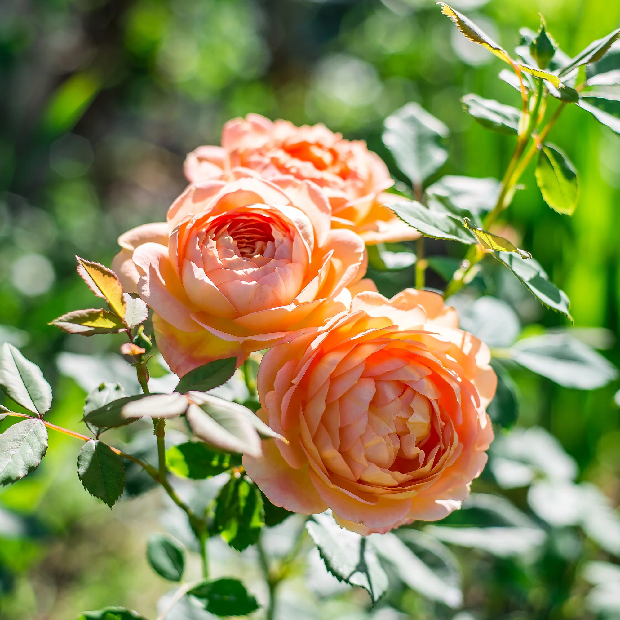 Rosier anglais Lady of Shalott