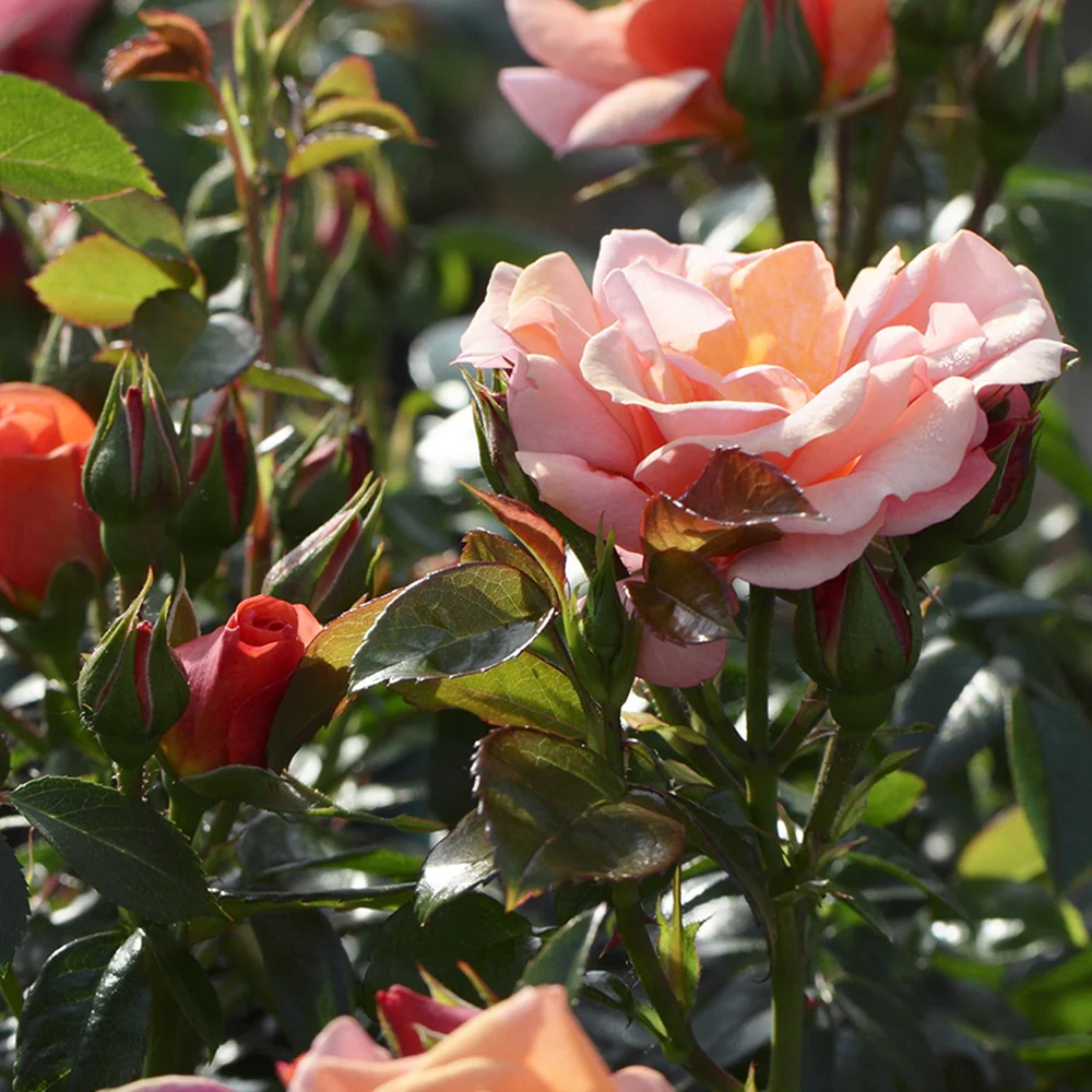 Rosier Aprikola®
