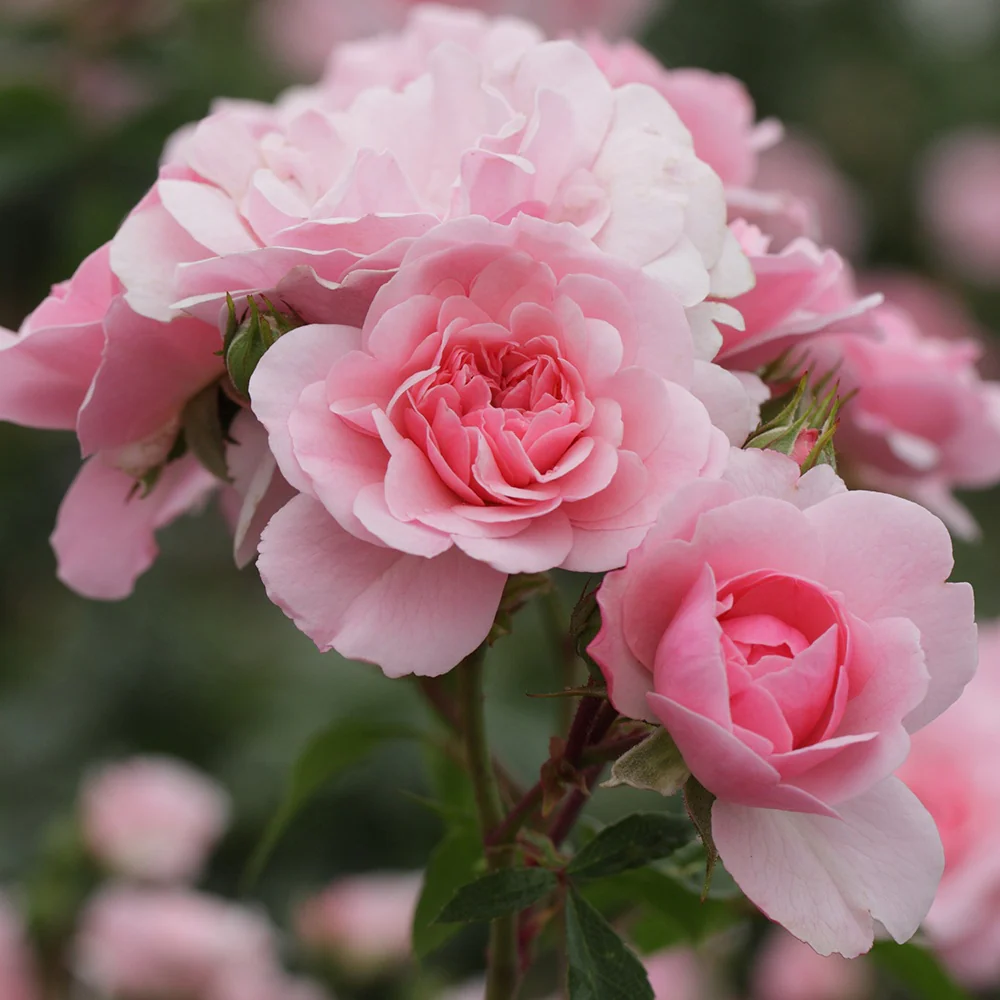 Rosier Bonica 82®