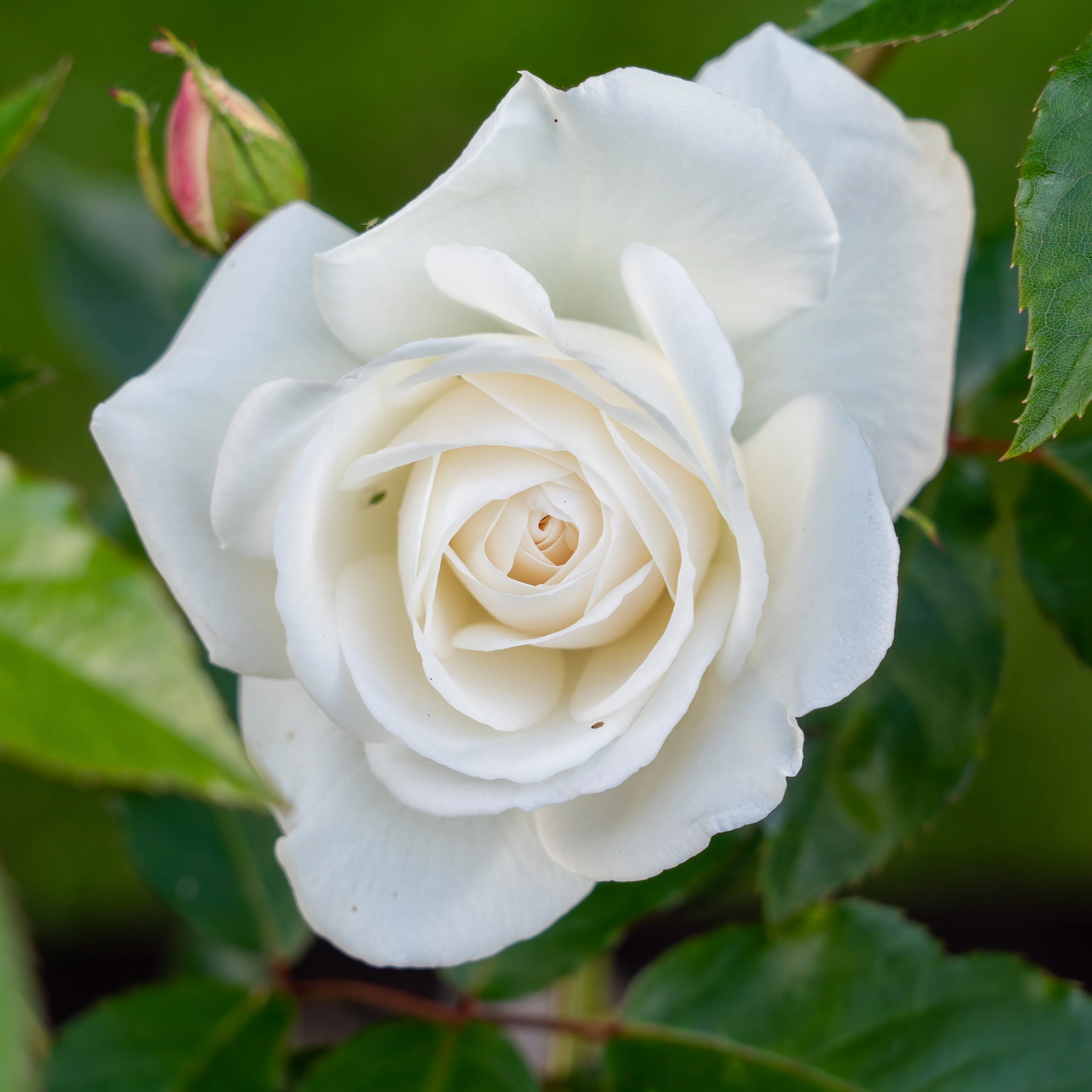 Rosier buisson blanc
