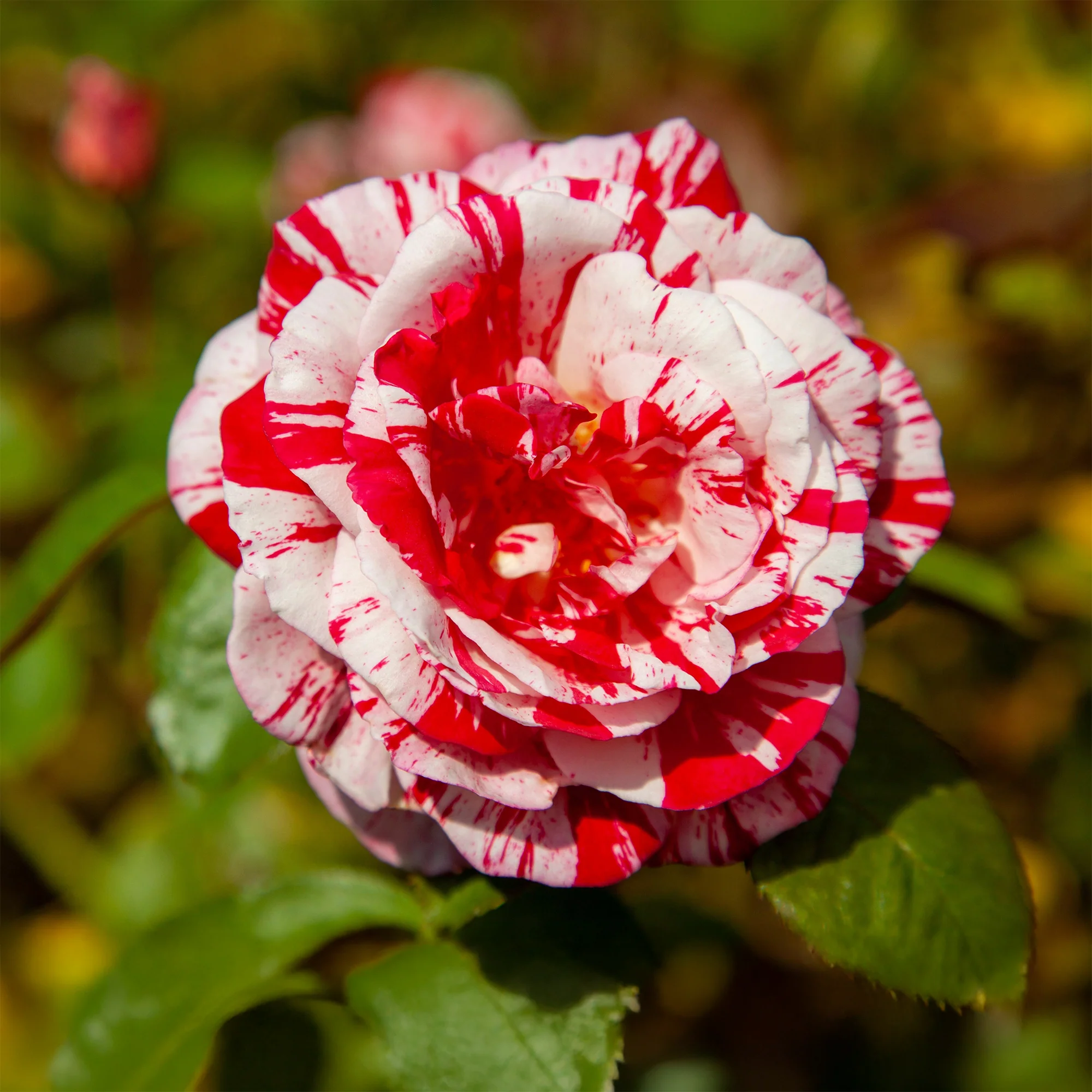 Rosier buisson Candy stripe