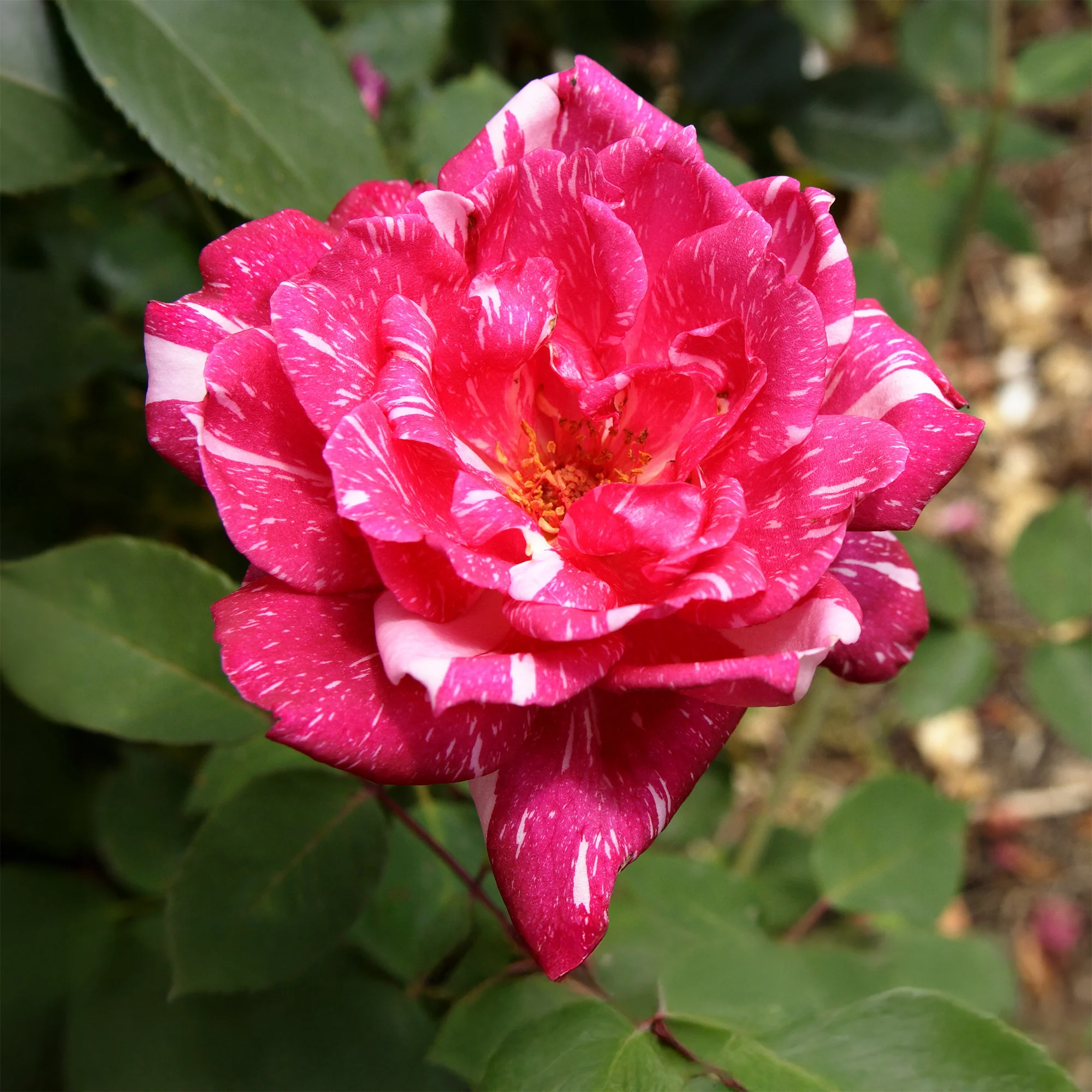 Rosier buisson Candy stripe - Image 3