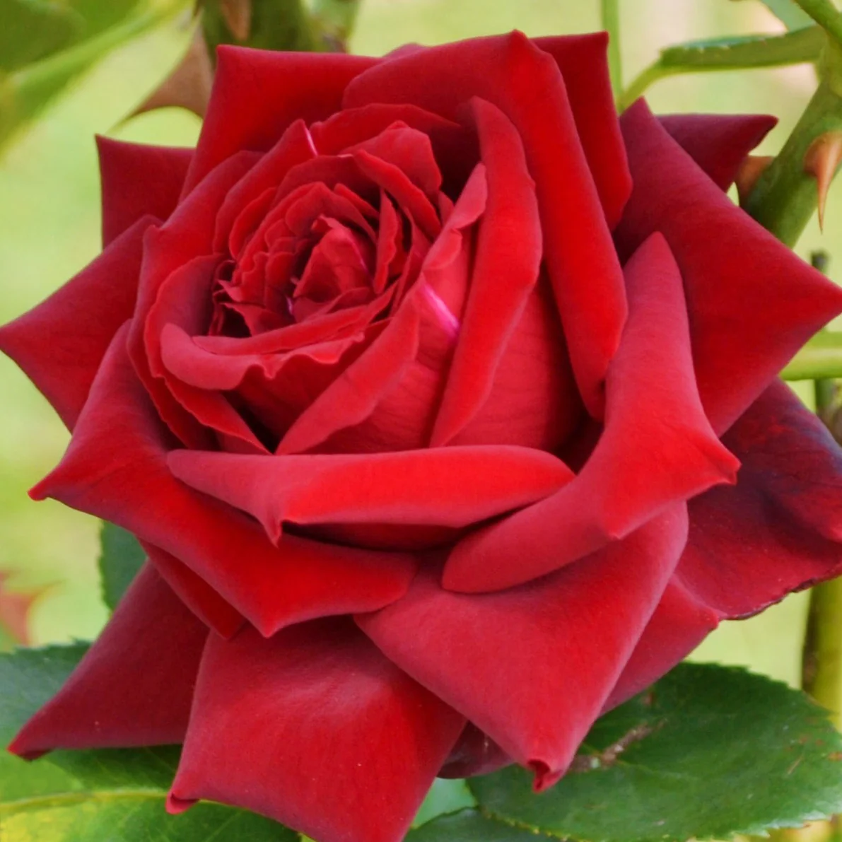 Rosier buisson Grande Amore ®