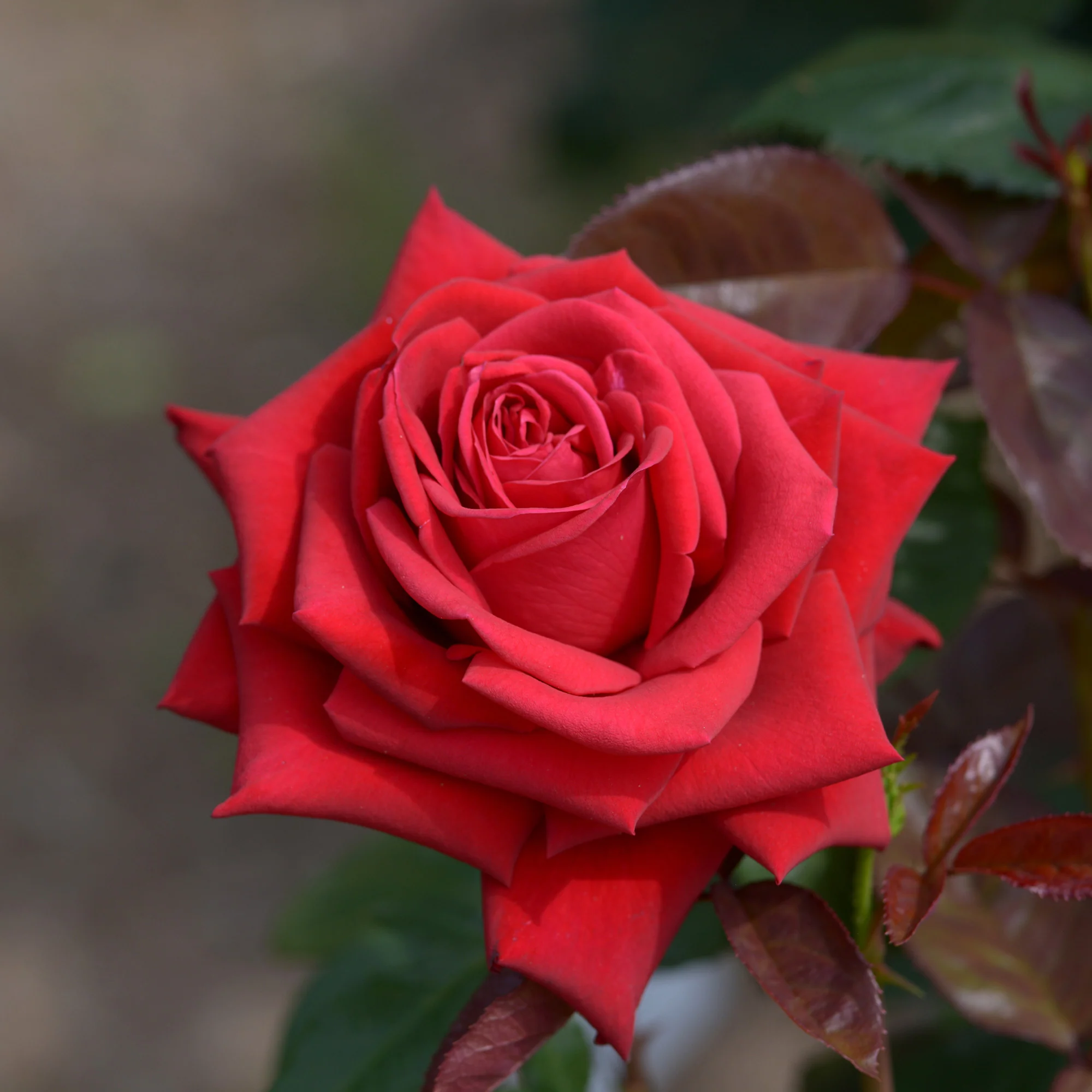 Rosier buisson Grande Amore ® - Image 2
