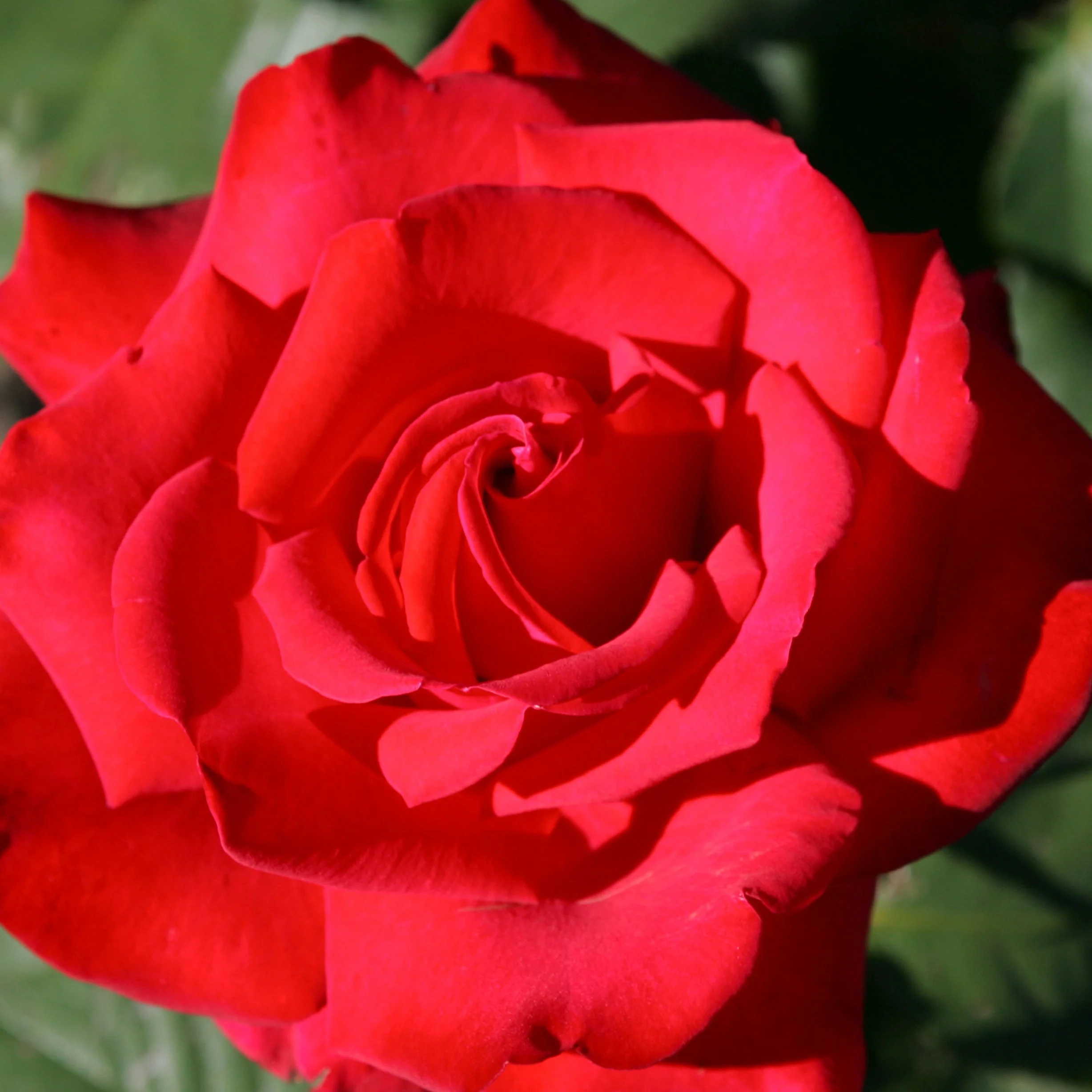 Rosier buisson Grande Amore ® - Image 3
