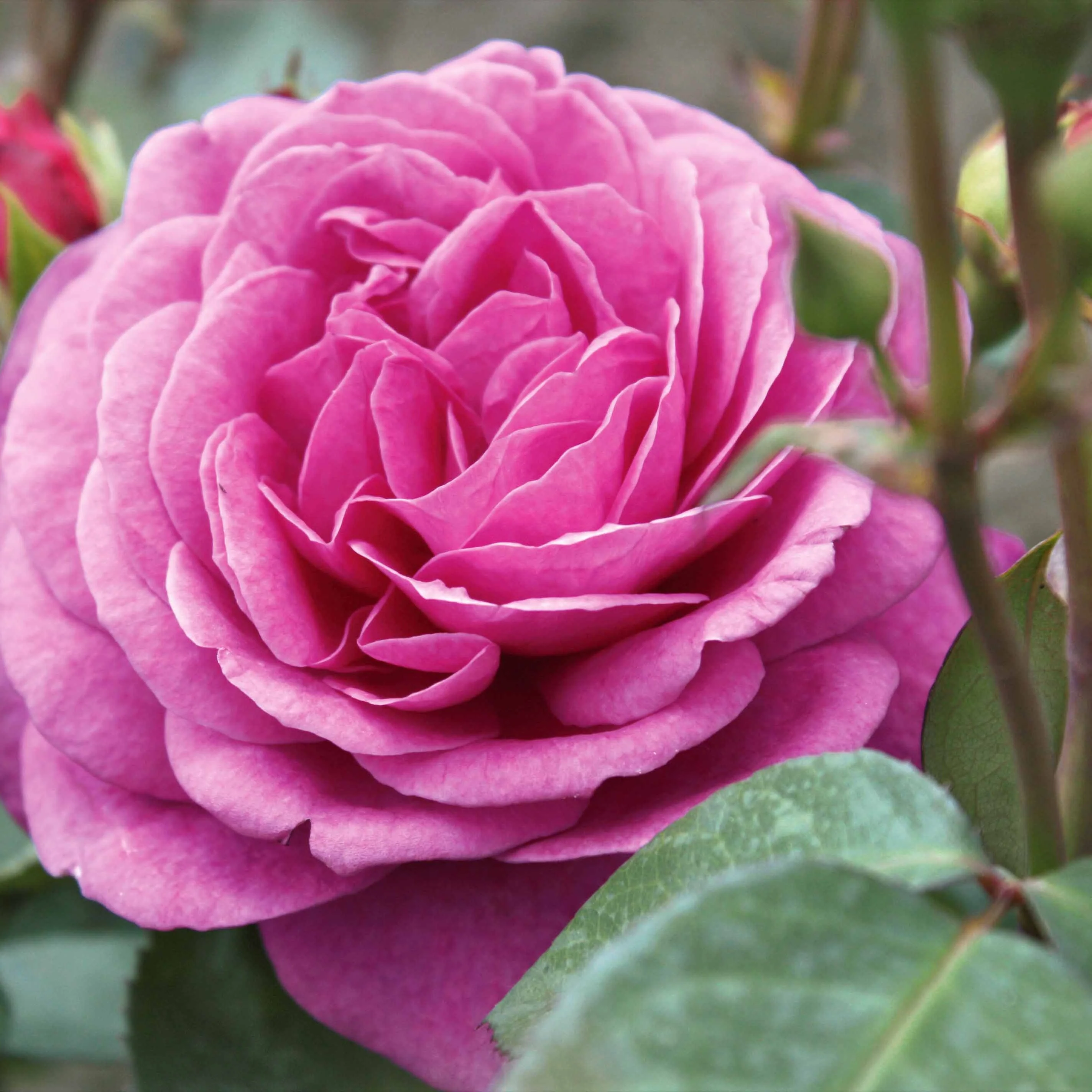 Rosier buisson Purple Rain