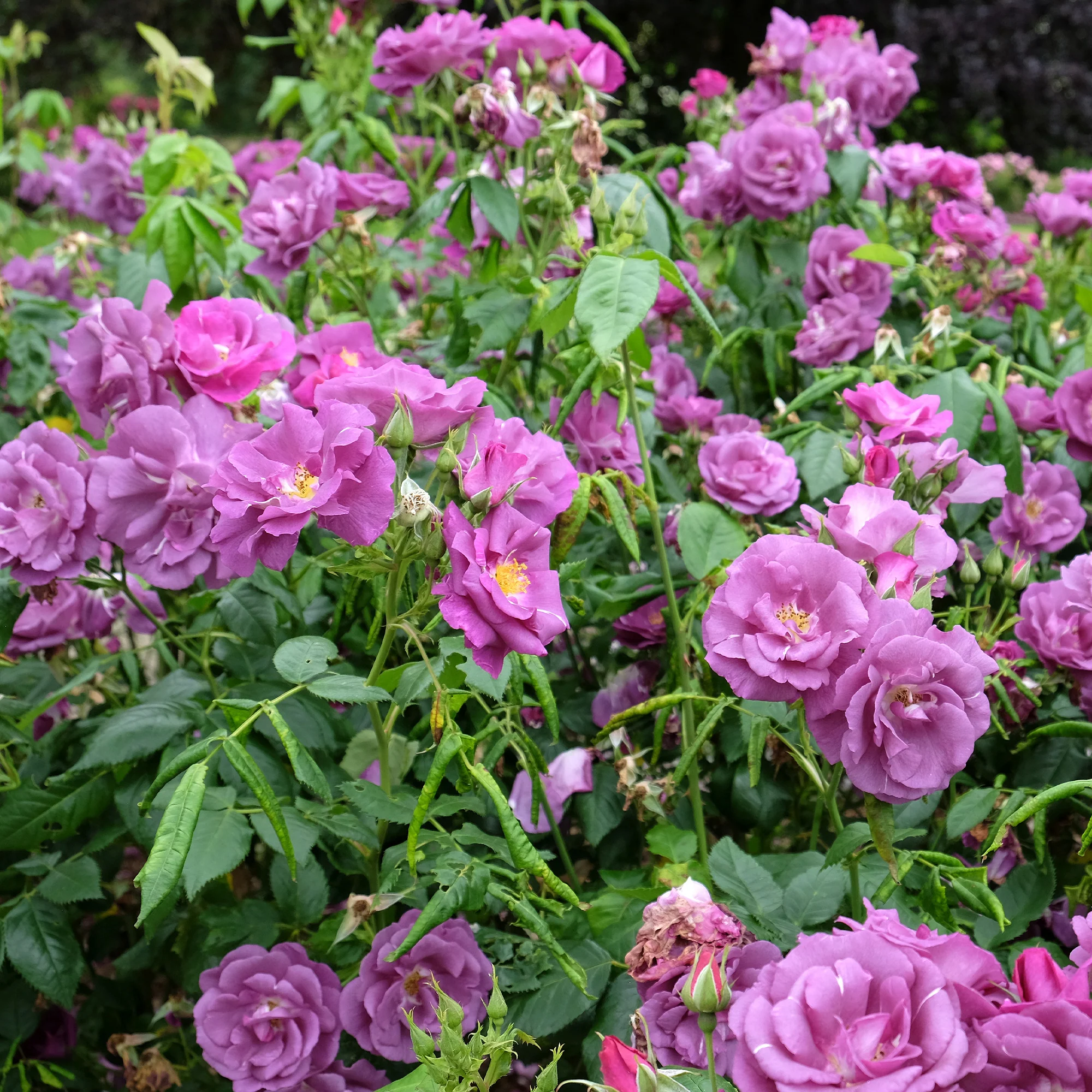 Rosier buisson Rhapsody in Blue® Frantasia - Image 2