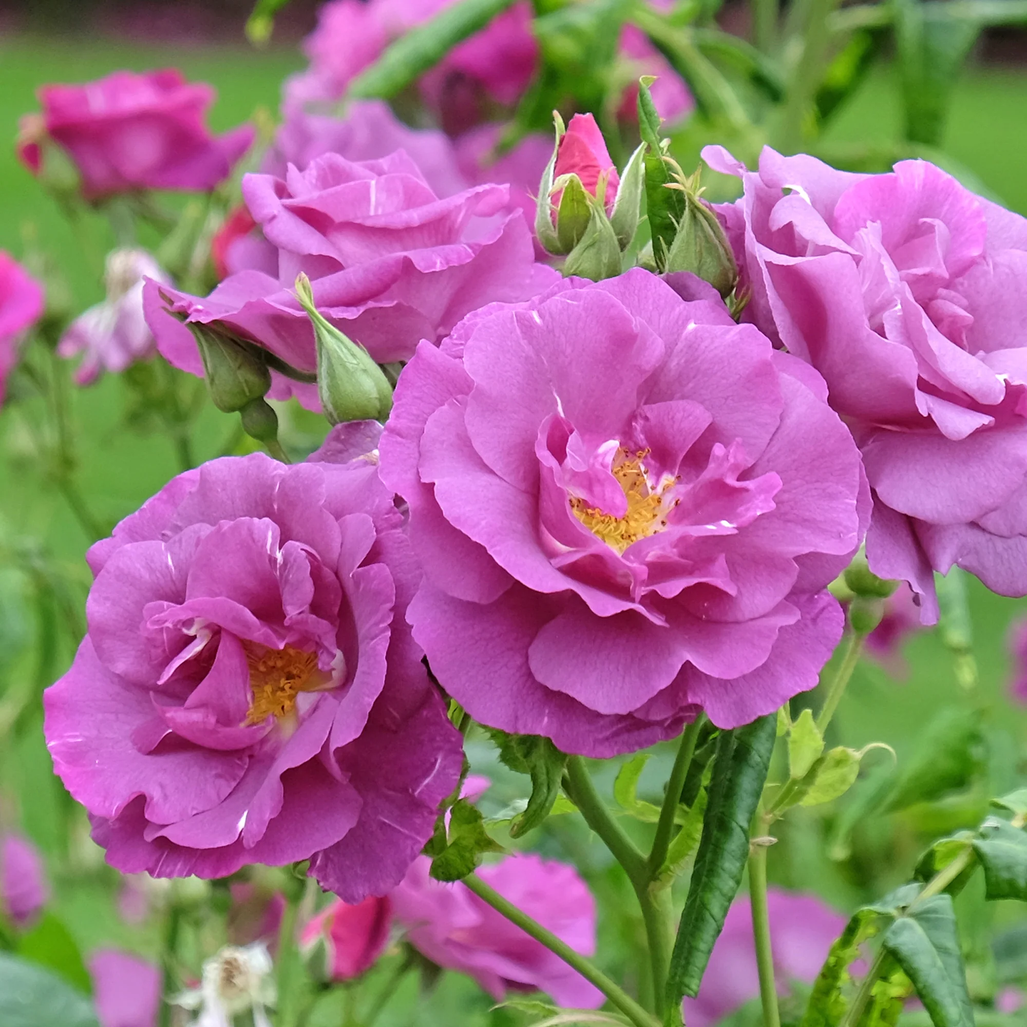 Rosier buisson Rhapsody in Blue® Frantasia - Image 3