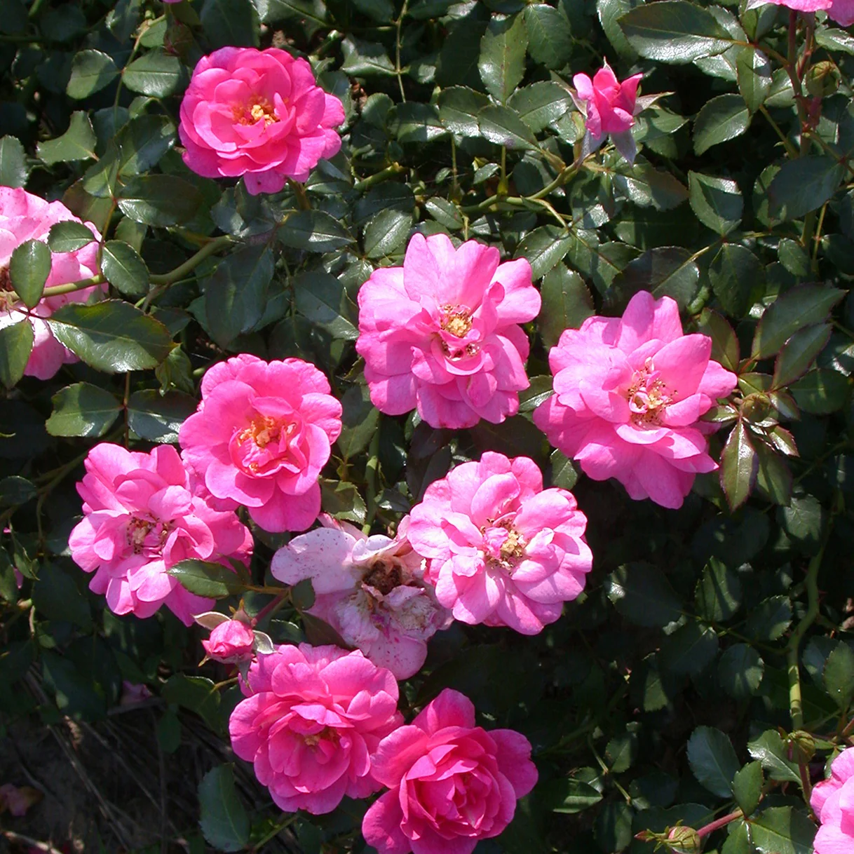 Rosiers couvre-sol Mirato ®