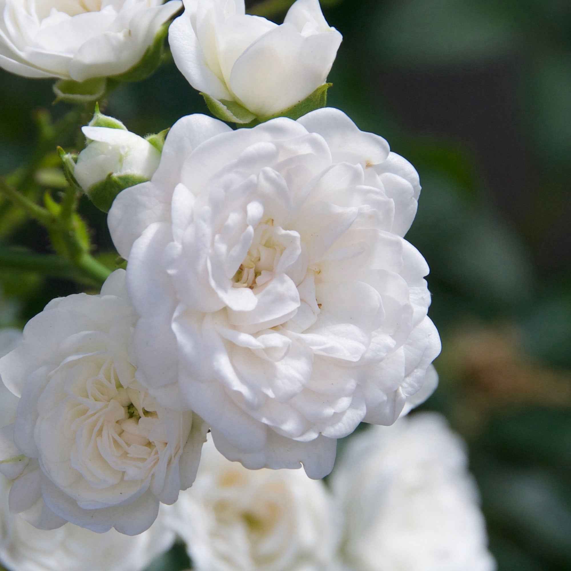 Rosier Crystal Fairy ® - Image 2