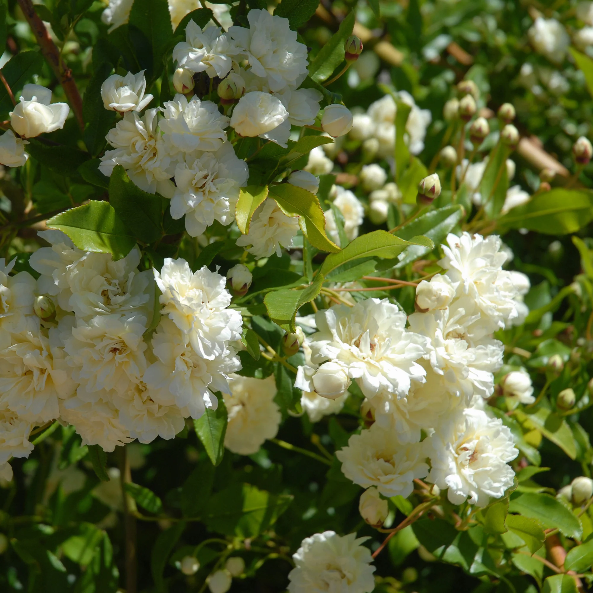 Rosier grimpant de Banks blanc - Image 2