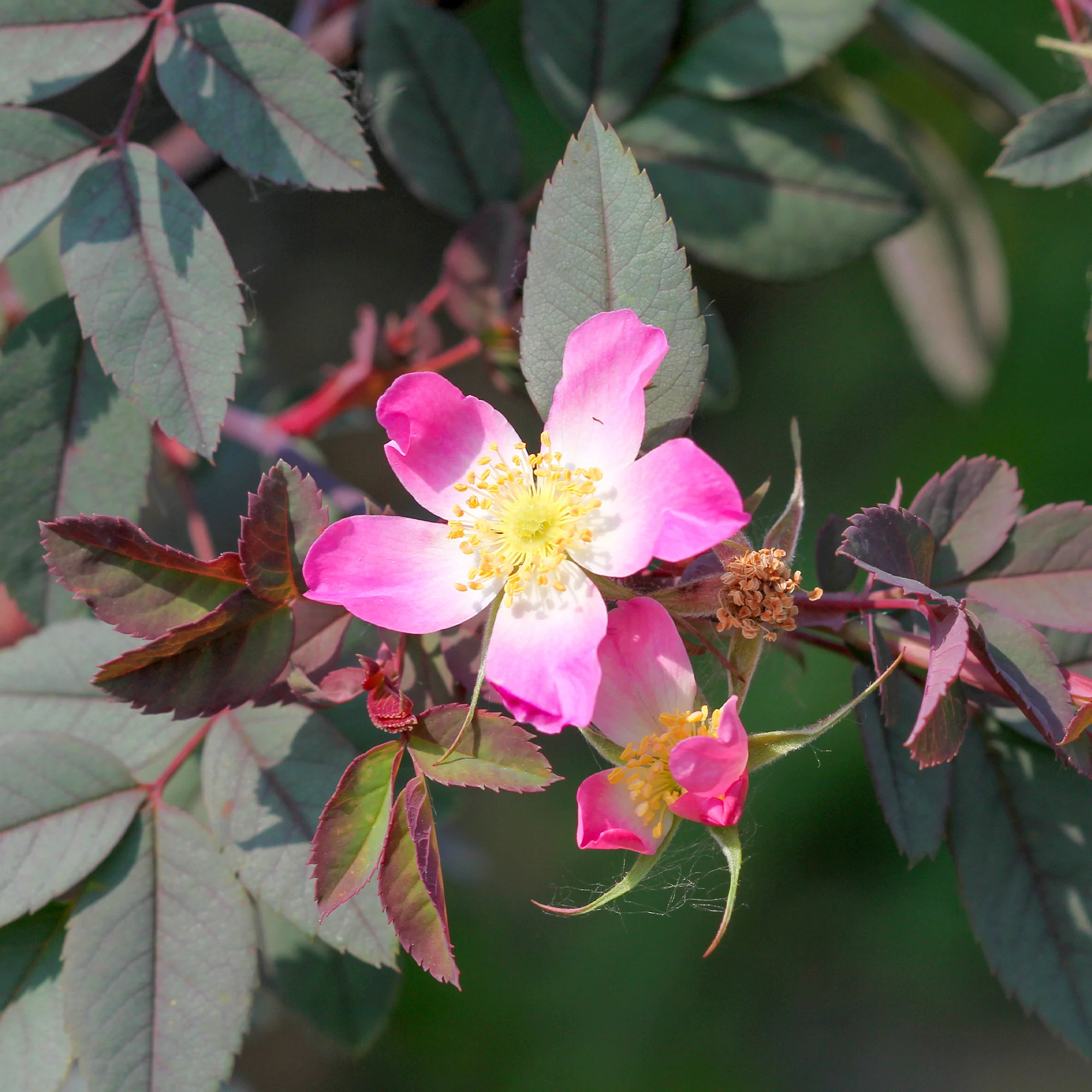 Rosier Glauca