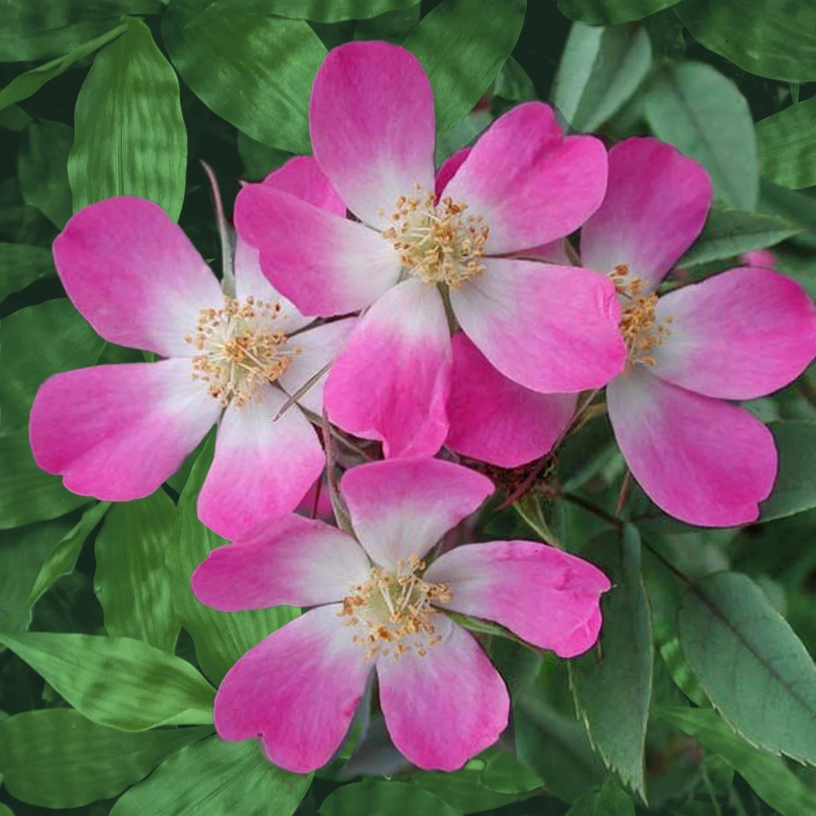 Rosier Glauca - Image 2