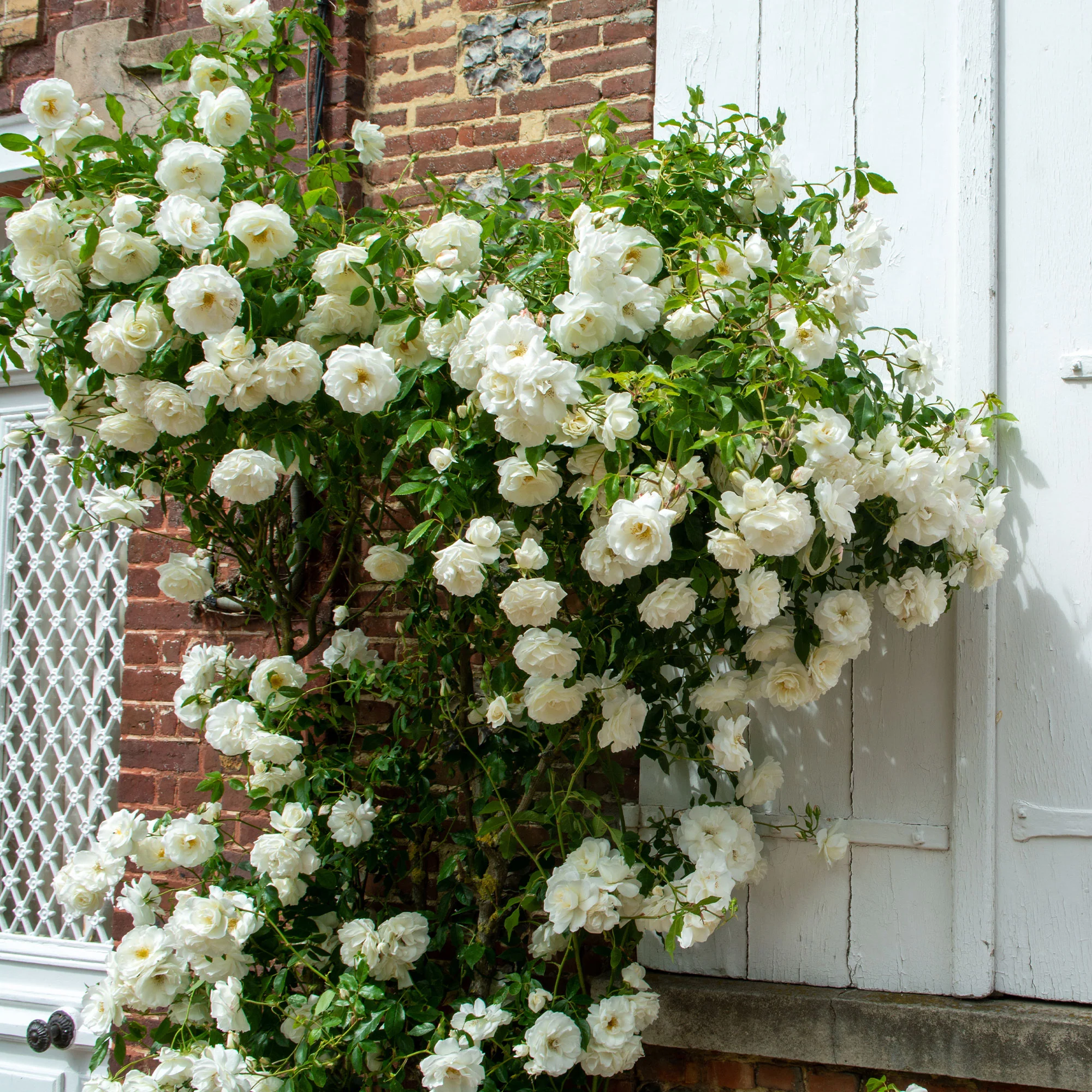 Rosier grimpant blanc - Image 2