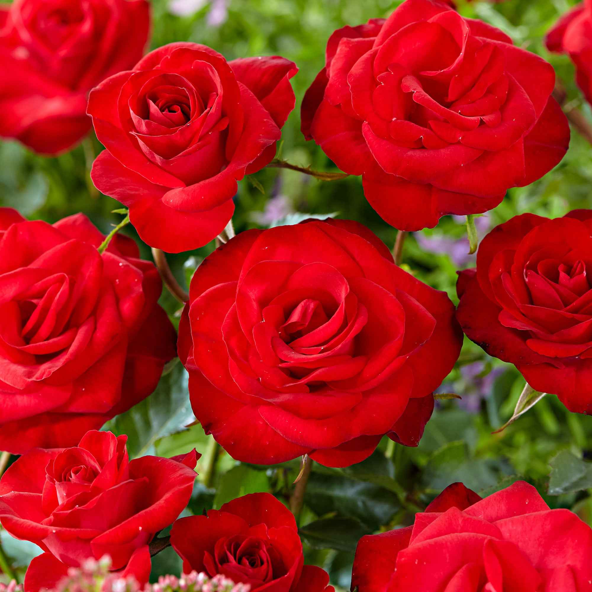 Rosier grimpant Santana ® - Image 3